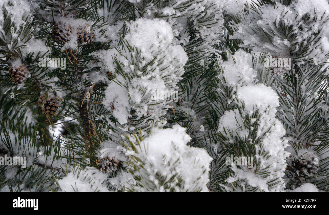 Pine bushes Calgary Alberta Canada Stock Photo