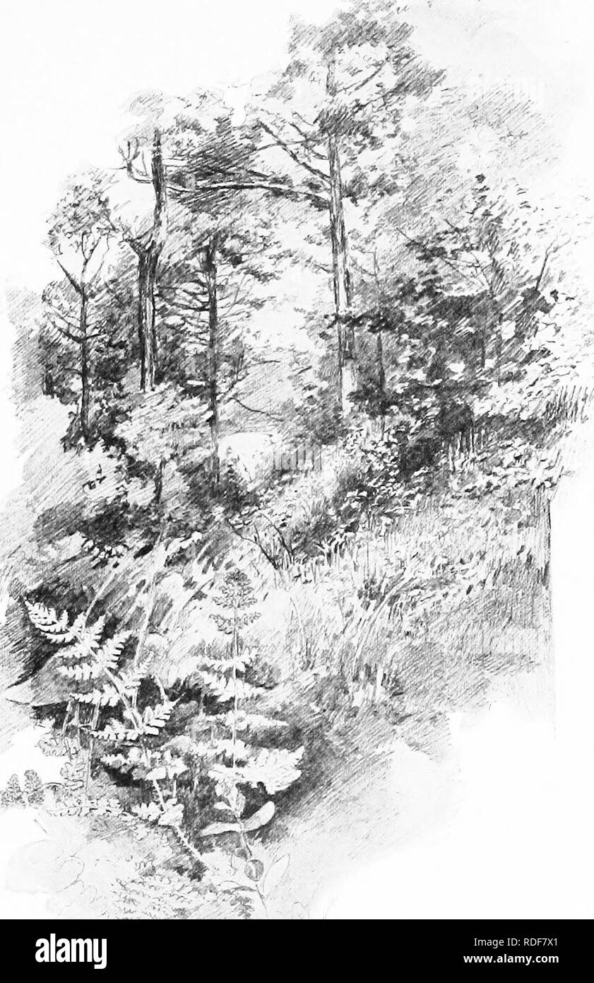 . Our ferns in their haunts; a guide to all the native species. Ferns. OBTUSE WOODSIA. Woodsia oitusa.. Please note that these images are extracted from scanned page images that may have been digitally enhanced for readability - coloration and appearance of these illustrations may not perfectly resemble the original work.. Clute, Willard Nelson, b. 1869. New York, F. A. Stokes Co Stock Photo