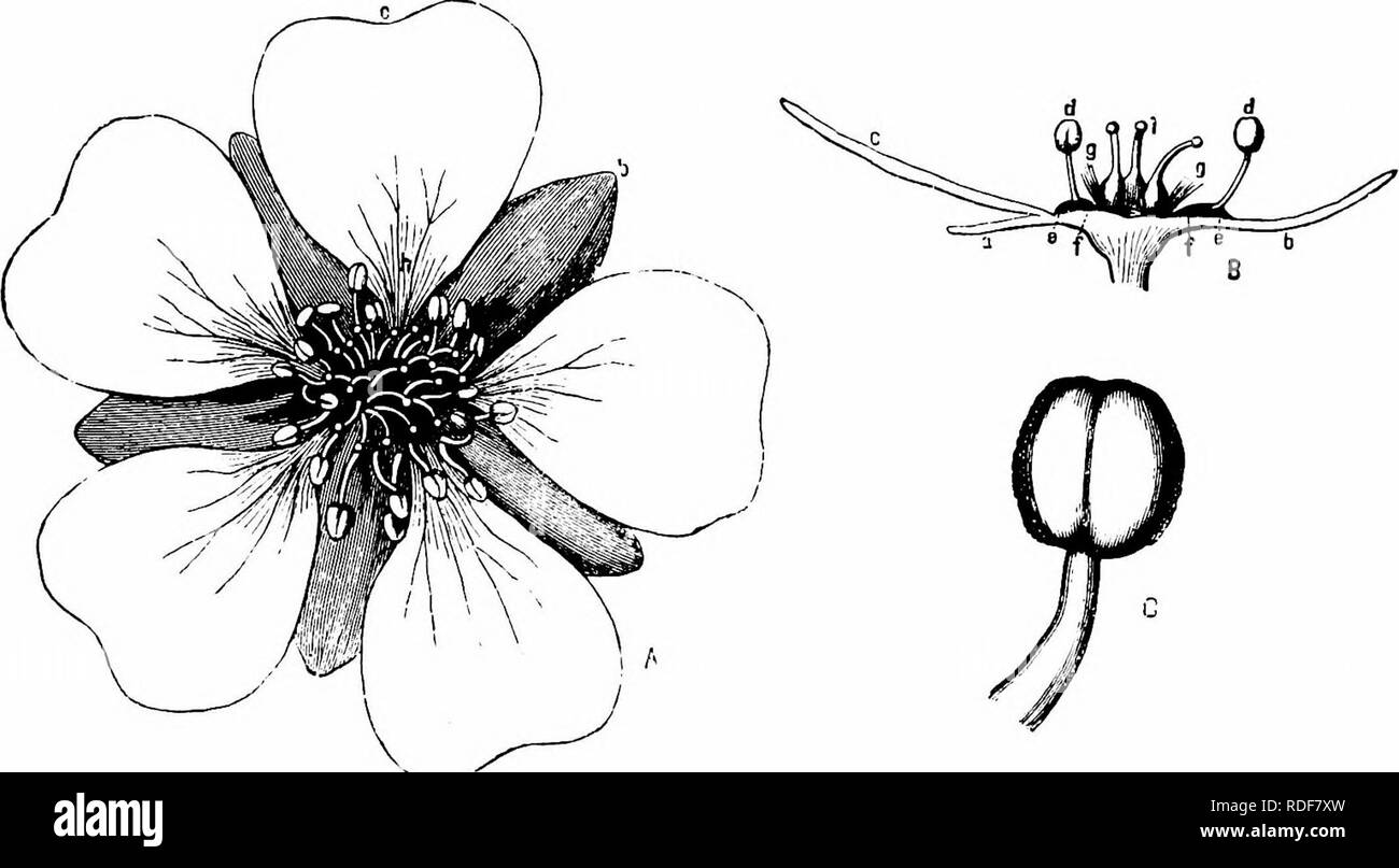 . Handbook of flower pollination : based upon Hermann Mu?ller's work 'The fertilisation of flowers by insects' . Fertilization of plants. ROSACE A E 369 866. P. argentea L. (Herm. Muller, ' Weit. Beob.,' II, p. 242 ; Knuth, 'Rl. u. Insekt. a. d. nordfr. Ins.,' p. 154.)— Visitors.—I only observed Meligethes in the island of Sylt, but bees and flies are the actual pollinators. Herm. Miiller (H. M.) in Thuringia, and Buddeberg (Budd.) in Nassau, observed the following.— A. Coleoptera. (a) Buprestidae: i. Anthaxia quadripunctata L. (H. M.); 2. Coraebus elatus F. (H. M.). i^b) Nitidulidae: 3. Melig Stock Photo