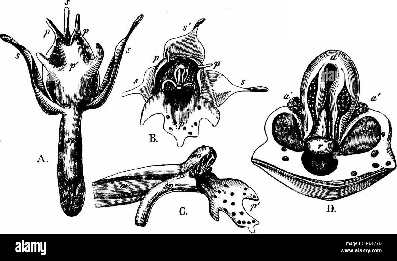 Handbook Of Flower Pollination Based Upon Hermann Mu Ller S Work The Fertilisation Of Flowers By Insects Fertilization Of Plants 398 Angiospermae Monocotyledones The Following Were Recorded By The Observers And For