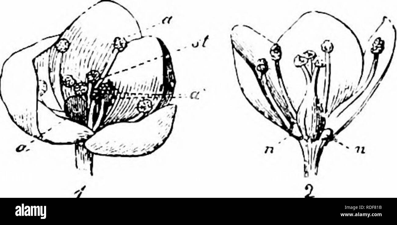 . Handbook of flower pollination : based upon Hermann MuÌller's work 'The fertilisation of flowers by insects' . Fertilization of plants. POLYGON ACEAE 347 A. Diptera. Syrphidac: i. Ascia podagrica F., very common; 2. Eristalis arbustorum Z., skg. and po-dvg.; 3. E. sepulcralis L., comparatively freq.; 4. E. tenax Z., freq.; 5. Melithreptus scriptus Z., skg. and po-dvg.; 6. M. taeniatus il^., do.; 7. Syritta pipiens Z., the commonest visitors. B. Hymenoptera. Apidae: 8. Andrena dorsata K. 5, occasional, skg.; 9. Halictus albipes F. 5, do.; 10. Prosopis armillata 7^'/. S, do. C. Lepidoptera. R Stock Photo