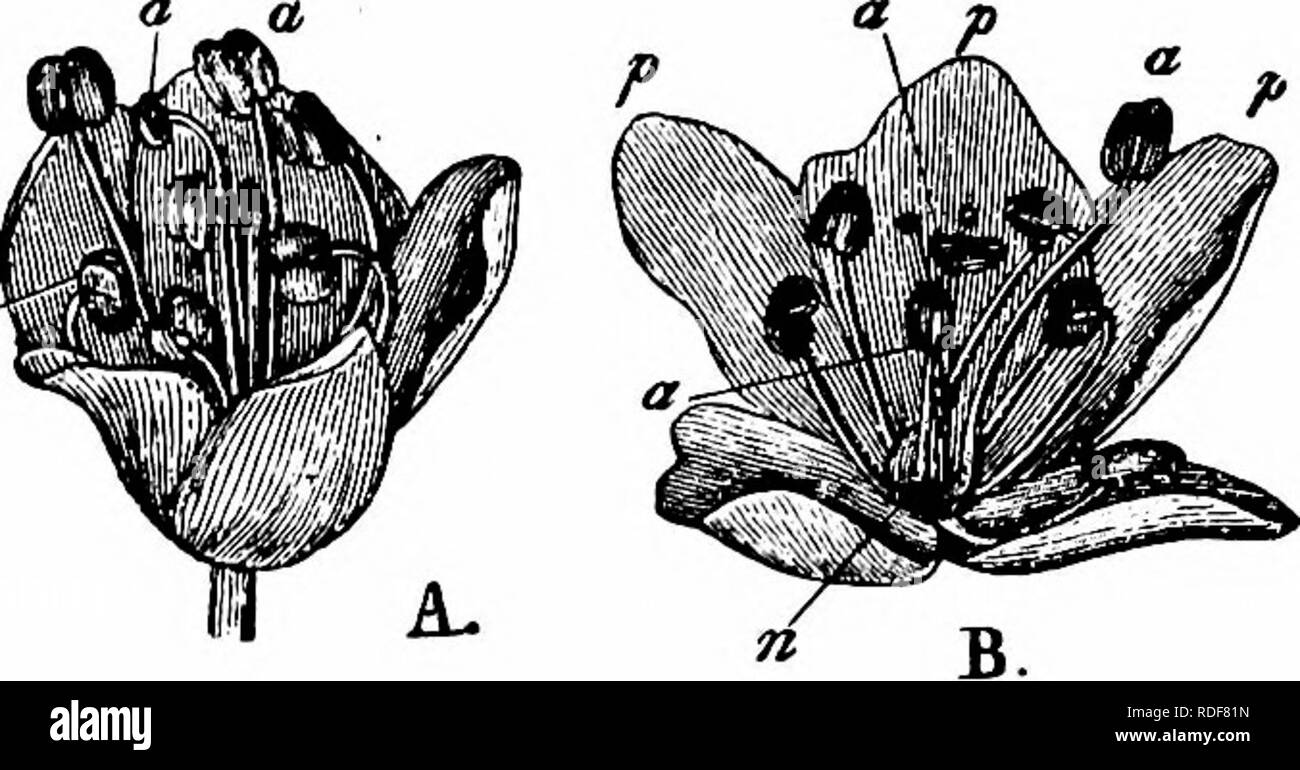 . Handbook of flower pollination : based upon Hermann Mu?ller's work 'The fertilisation of flowers by insects' . Fertilization of plants. POLYGON ACE AE 345 hermaphrodite and purely female stocks, the former with styles and stamens of varying length. Ekstam describes the plants of the Swedish highlands as being also homogamous. In spite of not infrequent insect-visits and the facilities for automatic self- pollination in the hermaphrodite flowers, fruits are but rarely set. The plant propagates, in fact, almost always vegetatively by means of bulbils. Ekstam says that the feebly odorous flower Stock Photo