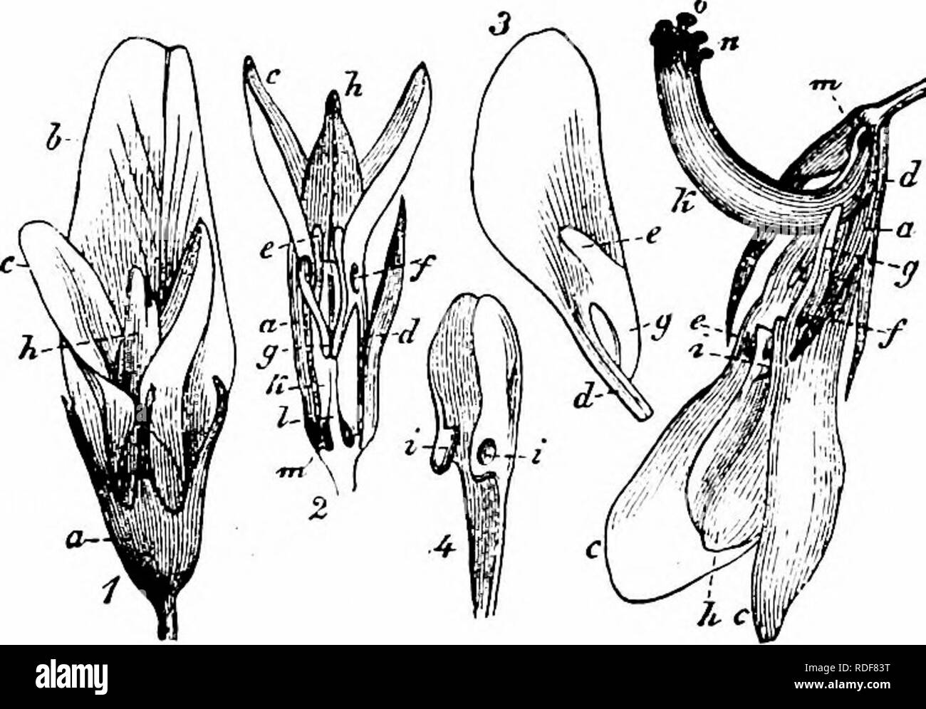 . Handbook of flower pollination : based upon Hermann Mu?ller's work 'The fertilisation of flowers by insects' . Fertilization of plants. 276 ANGIOSPERMAE—DICOTYLEDONES comes into contact with the insect, getting cross-pollinated if this has previously visited another flower of the species. The first flower visited by an insect will be self-pollinated as the visitor backs out of it. Should insect-visits fail, automatic self-pollination of unexploded flowers is possible, and may be effective under certain conditions (vide infra). BurkiU (Proc. Phil. Soc, Cambridge, viii, 1894) aptly describes t Stock Photo