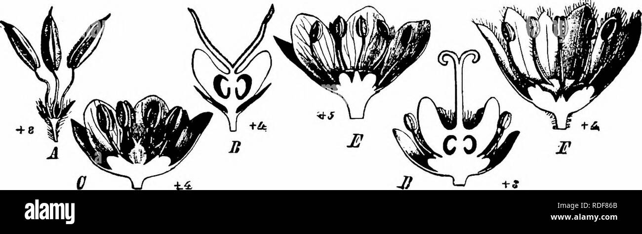 . Handbook of flower pollination : based upon Hermann Mu?ller's work 'The fertilisation of flowers by insects' . Fertilization of plants. 256 ANGIOSPERMAE—DICOTYLEDONES igo. Melianthus L. 630. M. major L.—Francke describes the flowers of this species as protandrous (' Beitrage z. Kennt. d. Bestaubungseinricht. d. Pfl.'). 2. Sub-order Acerineae. This suborder is represented in Europe only by the genus. 191. Acer L. Several or many of the small greenish-yellow flowers are crowded together into inflorescences, and thus rendered conspicuous. Some species blossom before the leaves unfold, by which  Stock Photo