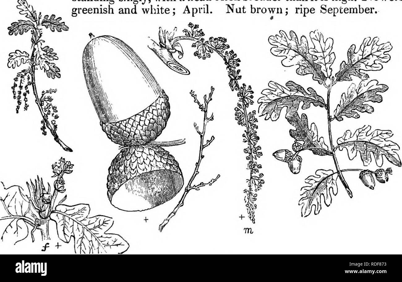 . Trees and shrubs : an abridgment of the Arboretum et fruticetum britannicum : containing the hardy trees and schrubs of Britain, native and foreign, scientifically and popularly described : with their propagation, culture and uses and engravings of nearly all the species. Trees; Shrubs; Forests and forestry. Lxx. coryla^ceje: que'rcus. 849 c. Natives of Nepal and Mexico. § X. LANA^iE. Woolly-leaved Oaks. Leaves oval, oblong, or lanceolate ; serrated or dentate ; woolly beneath, A. Leaves deciduous. A. Natives of Europe. § i. RoJwr. British Oaks. Sect. Char. Leaves lobed and serrated ; dying  Stock Photo
