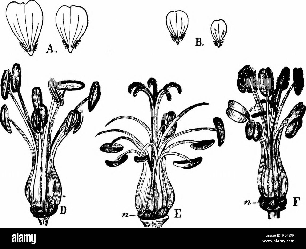 . Handbook of flower pollination : based upon Hermann Mu?ller's work 'The fertilisation of flowers by insects' . Fertilization of plants. GERANIACEAE 219 threptus scriptus Z., do. (H. M.); 5. Platycheirus peltatus Mg., do. (H. M.); 6. Rhingia rostrata Z., do. (Kn.). B. Hymenoptera. Apidae: 7. Andrena dorsata K. J, skg. (H.M.); 8. A. fulvicrus K. i, do. (H. M.); 9. Apis mellifica Z. ijl, do. (Kn.); 10. Halictus albipes i^., do. (H. M.); 11. H. cylindricus F. S, do. (H. M.); 12. H. flavipes F. i, do. (H. M.); 13. H. longulus Sm. ?, do. (H. M.); 14. H. niti- diusculus ^. 5 and S, do. (H. M.); 15. Stock Photo