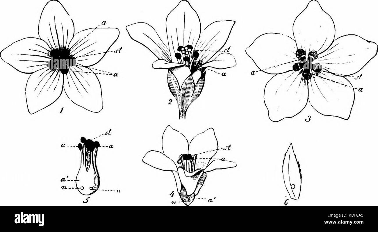 . Handbook of flower pollination : based upon Hermann Mu?ller's work 'The fertilisation of flowers by insects' . Fertilization of plants. LINEAR i6i. Linum L. 215 544. L. catharticum L. (Heim. MuUei-, 'Fertilisation,' p. 147; MacLeod, Bot. Jaarb. Dodonaea, Ghent, vi, 1894, pp. 238-9; Warnstorf, Verb. bot. Ver., Berlin, xxxviii, 1896.)—The filaments of the small white homogamous flowers are fused at the base into a fleshy ring, which, as Herm. Miiller explains, secretes on its outer side five drops of nectar from five small, flat pits situated in the middle of the filaments. The five petals are Stock Photo