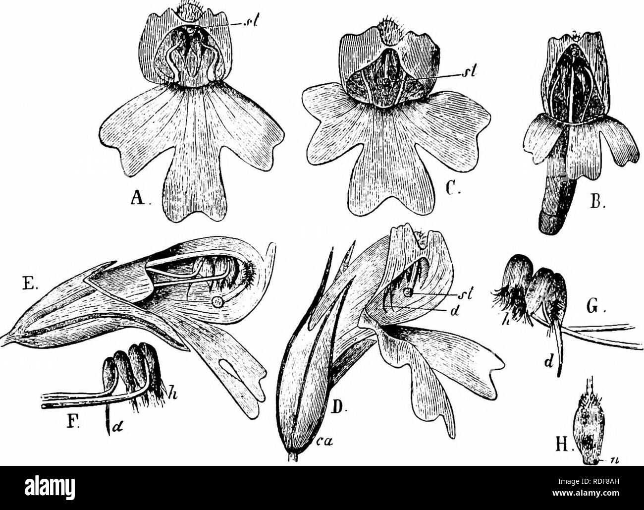 Handbook Of Flower Pollination Based Upon Hermann MuÌller S Work The Fertilisation Of