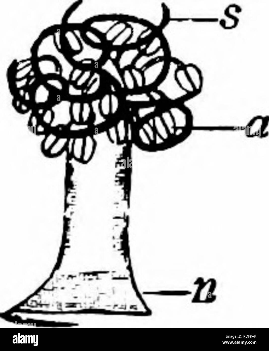 . Handbook of flower pollination : based upon Hermann Mu?ller's work 'The fertilisation of flowers by insects' . Fertilization of plants. MALVACEAE 209 The diameter of the pollen-grains in M. rotundifolia is about 100 ^ in M. neglecta about 112 /x, and in M. sylvestris as much as 144 fi.. In all these species they are closely beset with long spines (Warnstorf). Visitors.—Herm. MuUer observed the following.— A. Hymenoptera. Apidae: i. Anthophora quadrimaculata F. S; 2. Apis mellifica Z. 5; 3. Bombus agrorum F.^; 4. Halictus morio F.i; 5. H. tetrazonius Kl. 5; all skg. B. Hemiptera. 5. Pyrrhoco Stock Photo