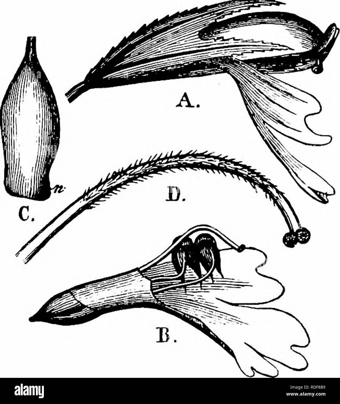 . Handbook of flower pollination : based upon Hermann Mu?ller's work 'The fertilisation of flowers by insects' . Fertilization of plants. SCROPHULARINEAE 227 large-flowered variety (= E. Rostkoviana Hayne) the same kind of automatic self- pollination occurs, by means of further growth of the corolla-tube, as he has described in the case of Rhinanthus hirsutus and R. angustifolius (cf. pp. 219, 220). This applies also to Euphrasia tricuspidata L. and E. versicolor A. Kern. Darwin (' Cross Fertilisation,' p. 368) found E. officinalis fertile by automatic self-pollination. Flower visitors natural Stock Photo