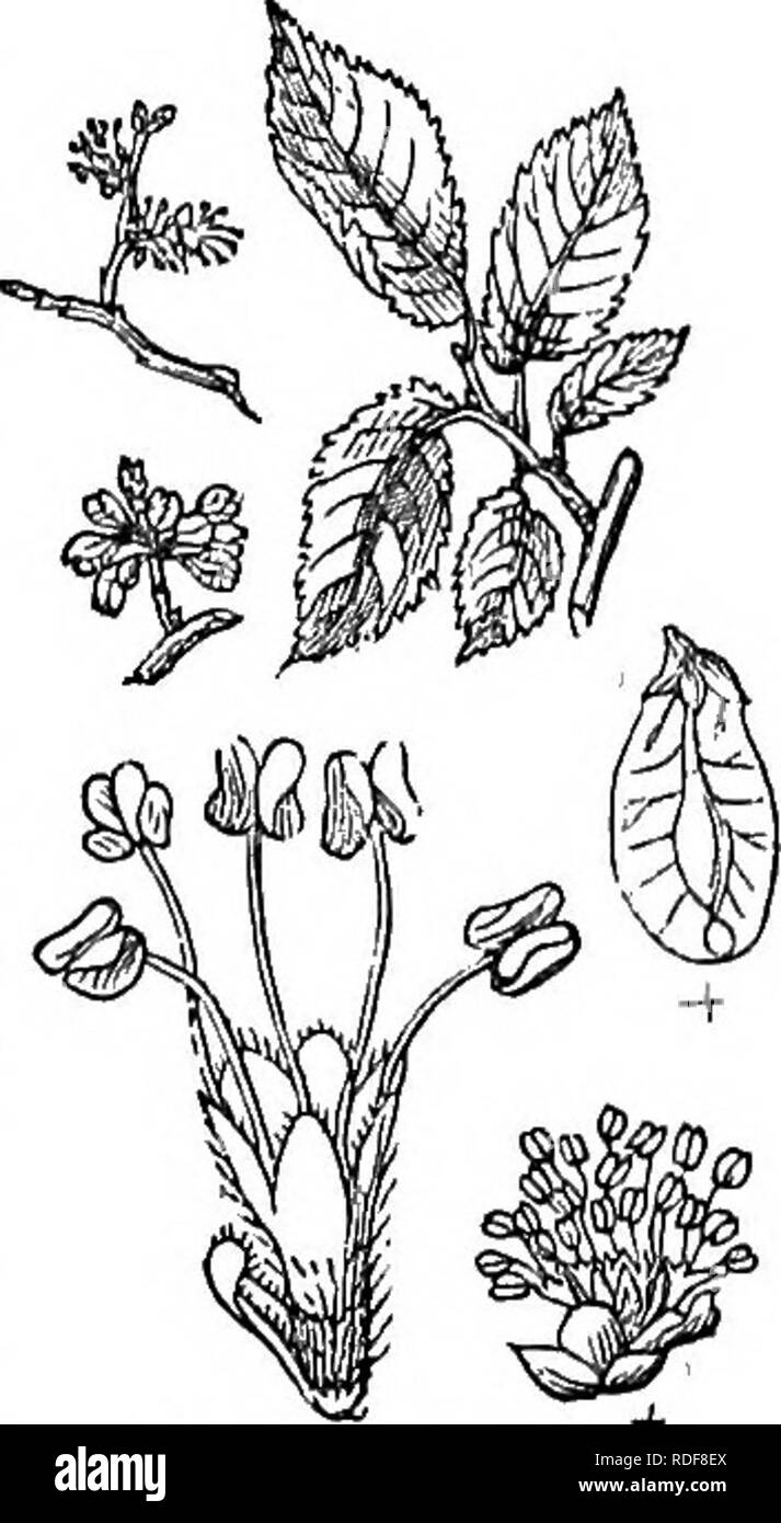 . Trees and shrubs : an abridgment of the Arboretum et fruticetum britannicum : containing the hardy trees and schrubs of Britain, native and foreign, scientifically and popularly described : with their propagation, culture and uses and engravings of nearly all the species. Trees; Shrubs; Forests and forestry. 1399. E;. montiina. boat-builder, the block and pump maker, the cartwright, the cabinet-maker and the coach-maker. The timber, Matthews observes, has much sap-wood, and great longitudinal toughness ; but, from the great quantity of sap-wood, and want of lateral adhesion, it splits consid Stock Photo