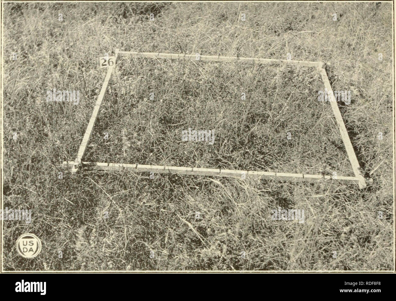 . Effects of different systems and intensities of grazing upon the native vegetation at the Northern Great Plains Field Station. Grazing; Forage plants; Agricultural systems. Bui. 1170, U. S. Dept. of Agriculture. Plate IV.. Fig. I.- Unit in the 30-AcreIPasture Closed to Grazing in 1918. Note the plants of Artemisia frigida, which arc about normal in size and number. The top of the frame in each case marks the divisi&lt; n between the closed units and those ne er grazed. October, 1921.. Please note that these images are extracted from scanned page images that may have been digitally enhanced  Stock Photo