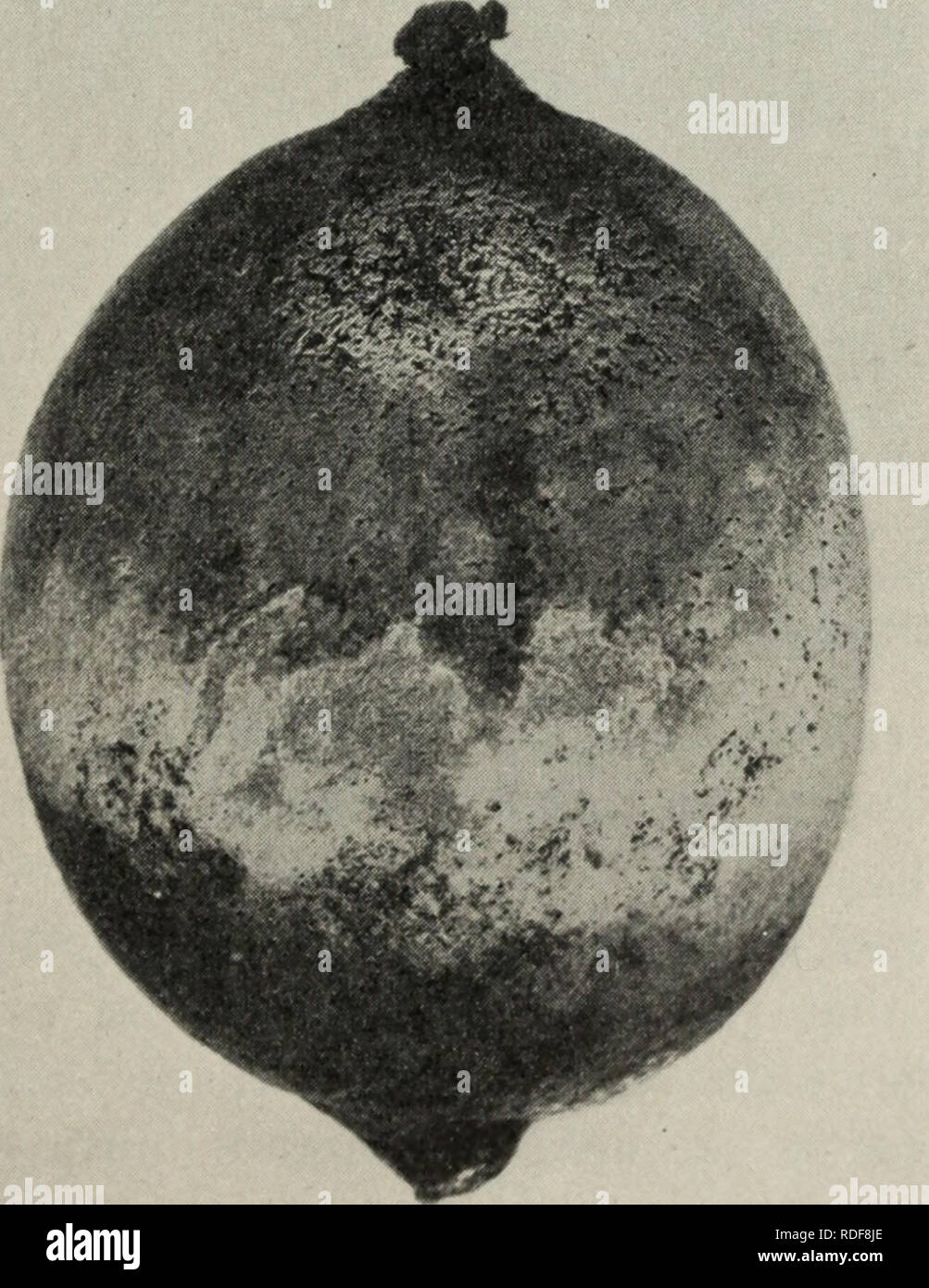 . The effects of desiccating winds on citrus trees. Citrus fruits; Plants. Fig. 5.—Incipient decay in stored lemons. The fungi entered through scratches and bruises that were so slight that they were not detected in the freshly picked fruit before it was placed in storage.. Fig. 6.—A lemon which had been bruised by contact with a limb during wind- storms. Penicillium entered the rind through the bruise and caused decay.. Please note that these images are extracted from scanned page images that may have been digitally enhanced for readability - coloration and appearance of these illustrations m Stock Photo