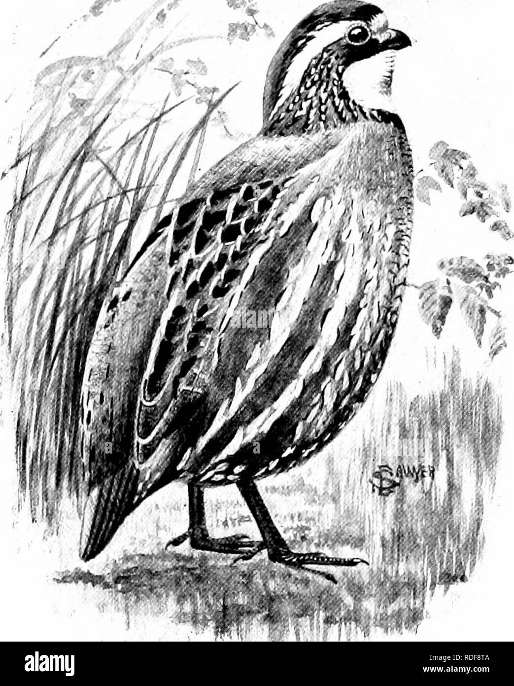 . The American natural history; a foundation of useful knowledge of the higher animals of North America. Natural history. 242 OEDERS OF BIKDS—UPLAND GAME-BIKDS. BOB-WHITE. As the preceding diagram shows, there are no true pheasants in America save those that have been introduced from China and Japan. All the birds to which that name correctly applies inhabit the Old World. THE GROUSE FAMILY. Tetraonidae. Our dear old friend the Common &quot; Quail&quot; is now called Bob-White ' in all the modern bird- books, but to about fifty million Americans it is yet, and ever will be, the Quail. It is ou Stock Photo