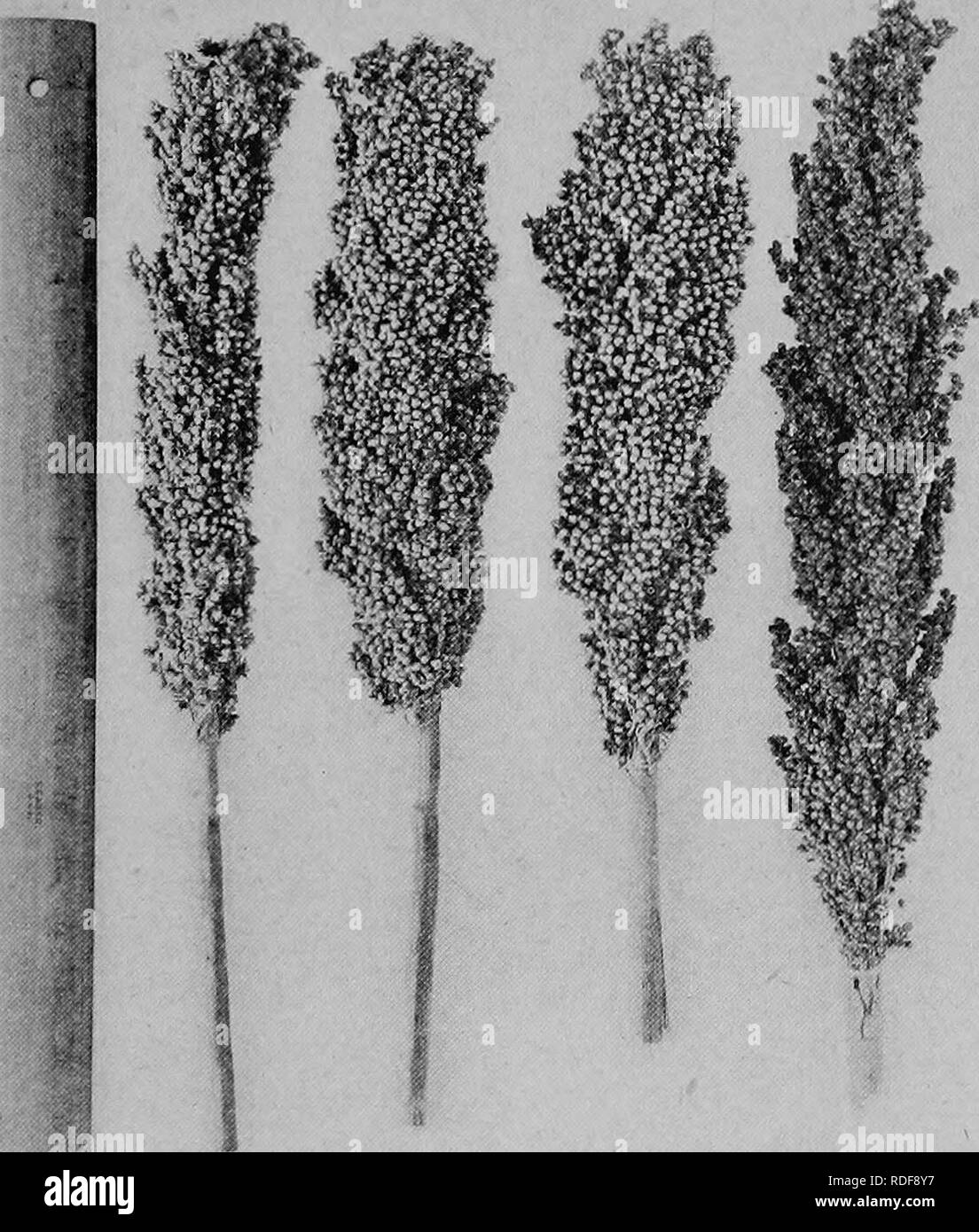 . Field crops for the cotton-belt. Agriculture. THE NON-SACCHARINE SORGHUMS 391. Fio. 66. — Heads of four varieties of kafir: 1, White Kafir; 2, Guinea Kafir &quot;(Guinea corn of the West Indies); 3, Blackhull Kafir; 4, Red Kafir.. Please note that these images are extracted from scanned page images that may have been digitally enhanced for readability - coloration and appearance of these illustrations may not perfectly resemble the original work.. Morgan, James Oscar. New York, The Macmillan company Stock Photo
