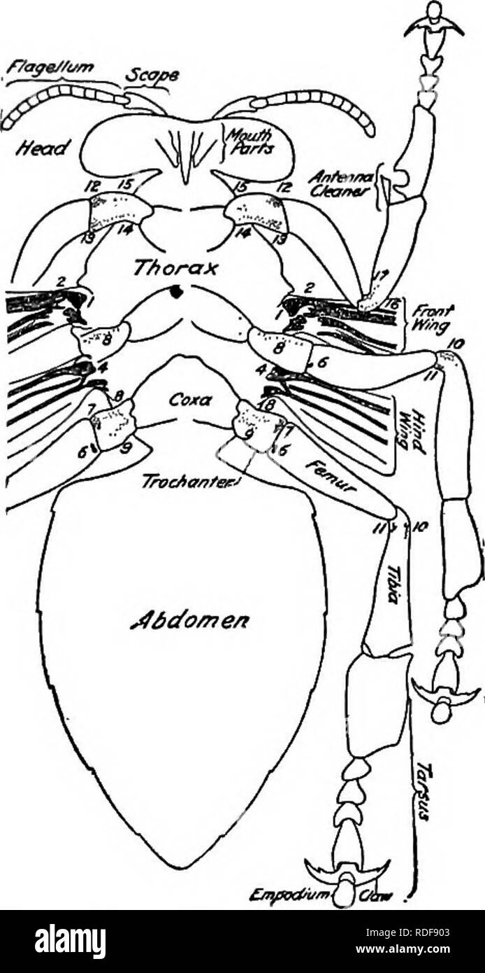 Honey - Mayo Clinic - Honey And Pregnancy And Nervous System