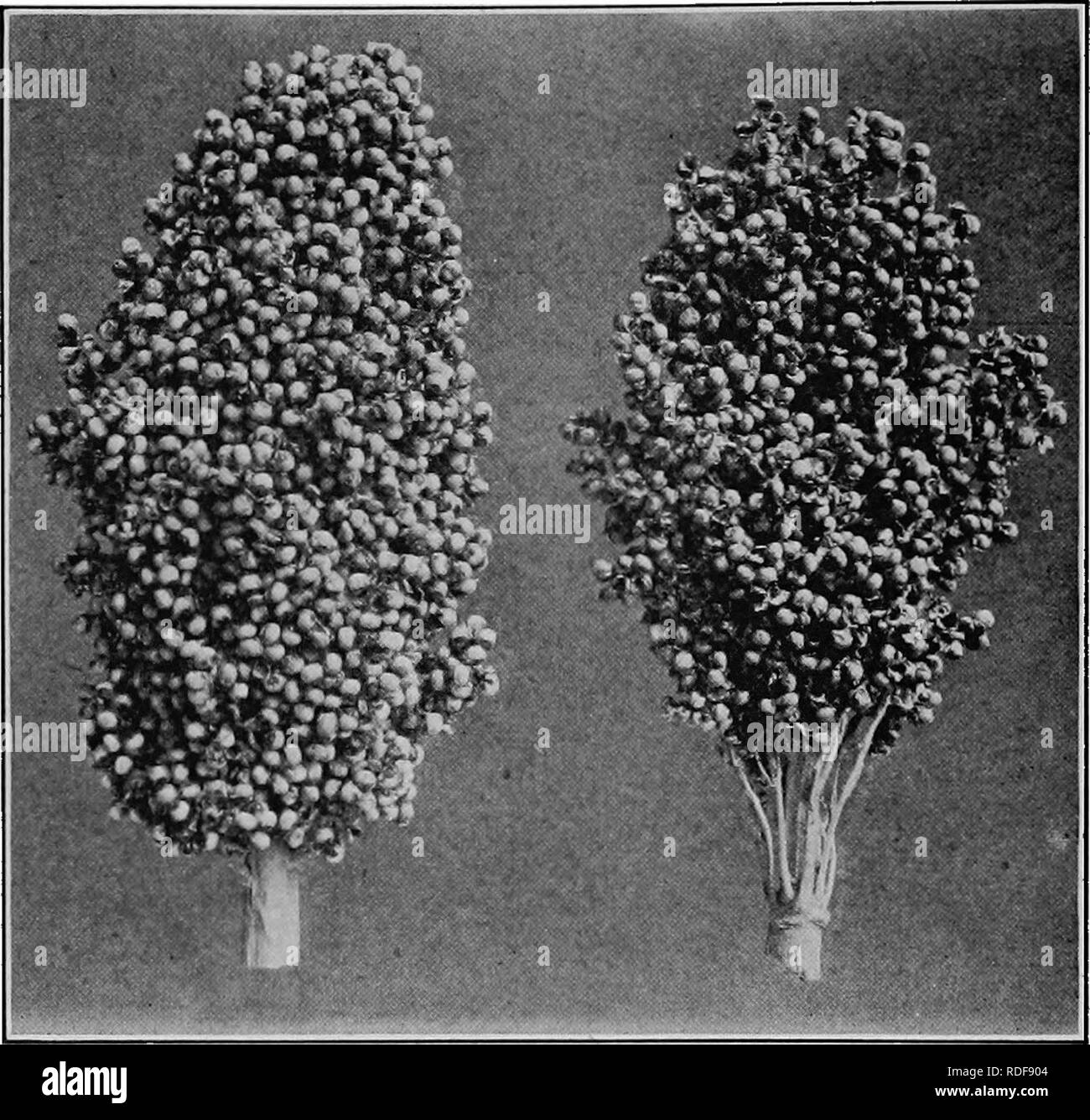 . Field crops for the cotton-belt. Agriculture. 378 FIELD CROPS FOR THE COTTON^BELT bagged each year and used for planting the breeding-plot of the next year. The quaUties selected for in improving the saccharine. Fig. 63. — Two heads of Milo showing desirable form (on left) and unde- sirable form (on right). sorghums are juiciness and high sugar content, yield, disease-resistance, drought-resistance, and erecfoess. In the improvement of the grain-sorghums the prin- cipal considerations should be (1) increased grain produc- tion; (2) increased drought-resistance; (3) increased earli- ness; (4) Stock Photo
