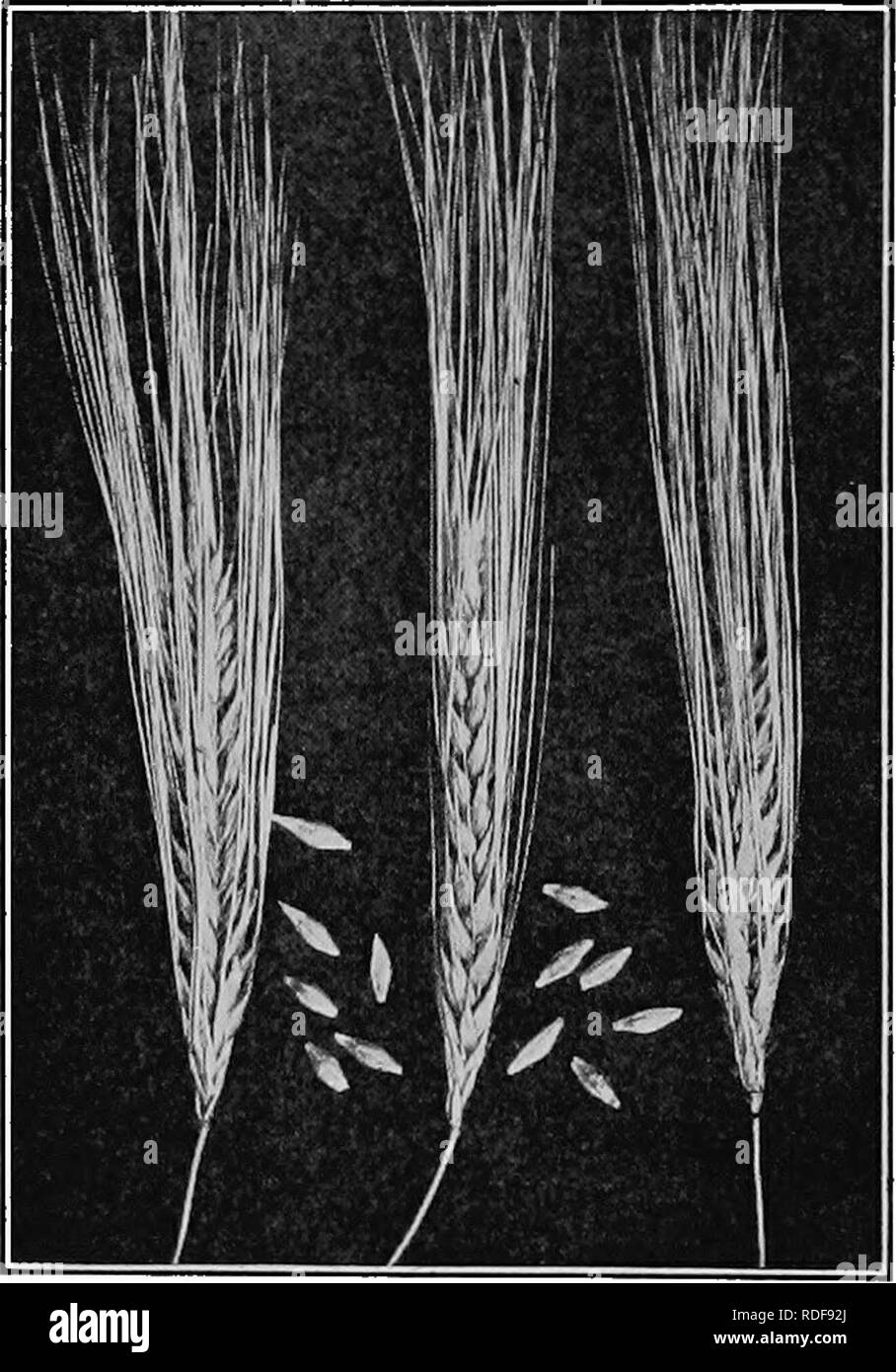 . Field crops for the cotton-belt. Agriculture. 348 FIELD CROPS FOR THE COTTON-BELT with larger auricles than those of any of the other small grains. The barley spike consists of a long, jointed rachis bearing three spikelets at each joint. The spikelets are one-. FlG. 57. — Heads of Tennessee Winter barley, side and front views; also detached kernels with the awns removed. flowered. Each flower produces three stamens and a double, plume-Hke stigma similar to wheat. The.some- what awl-shaped outer glumes are about three-eighths inch long, each bearing a short, flexible beard about three- fourt Stock Photo