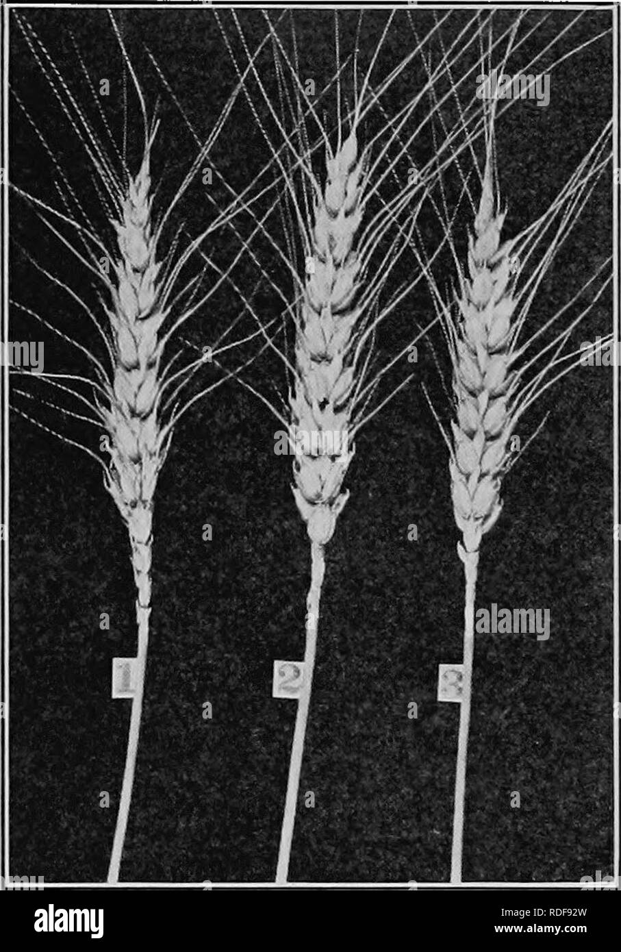 Bearded Grain Heads High Resolution Stock Photography And Images Alamy