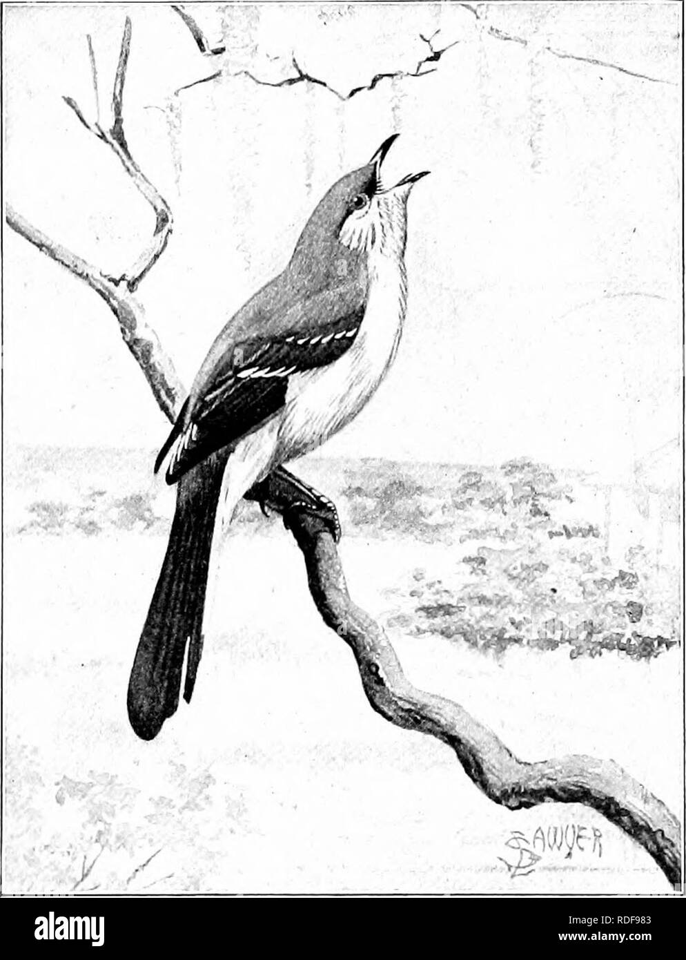 The American Natural History A Foundation Of Useful Knowledge Of The Higher Animals Of North America Natural History 1 Oedees Of Bieds Peechees Ais D Singees November On The Strip Of Ice Whieh