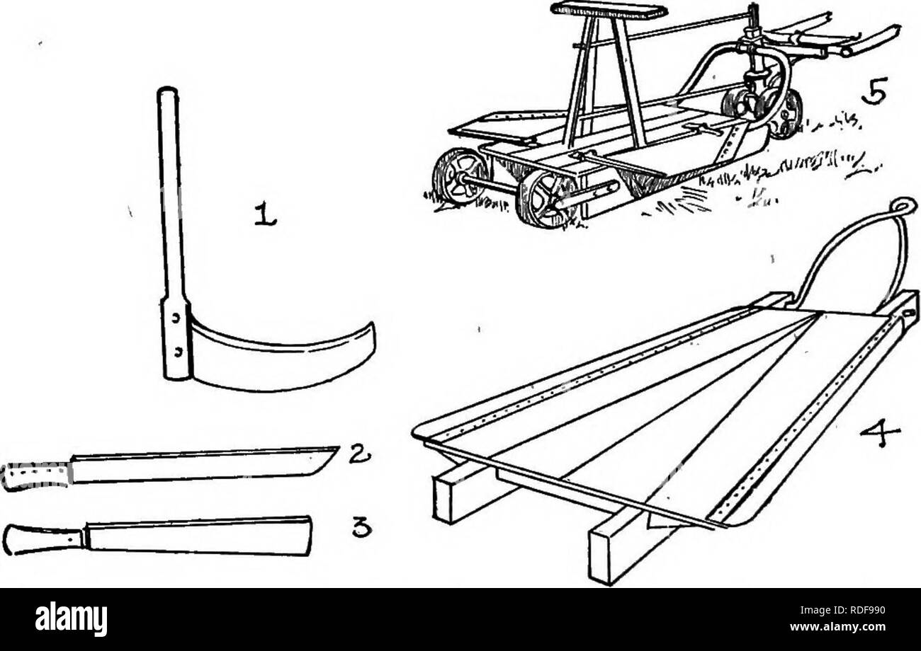 . Field crops for the cottonbelt. Agriculture. 256 FIELD CROPS FOR THE