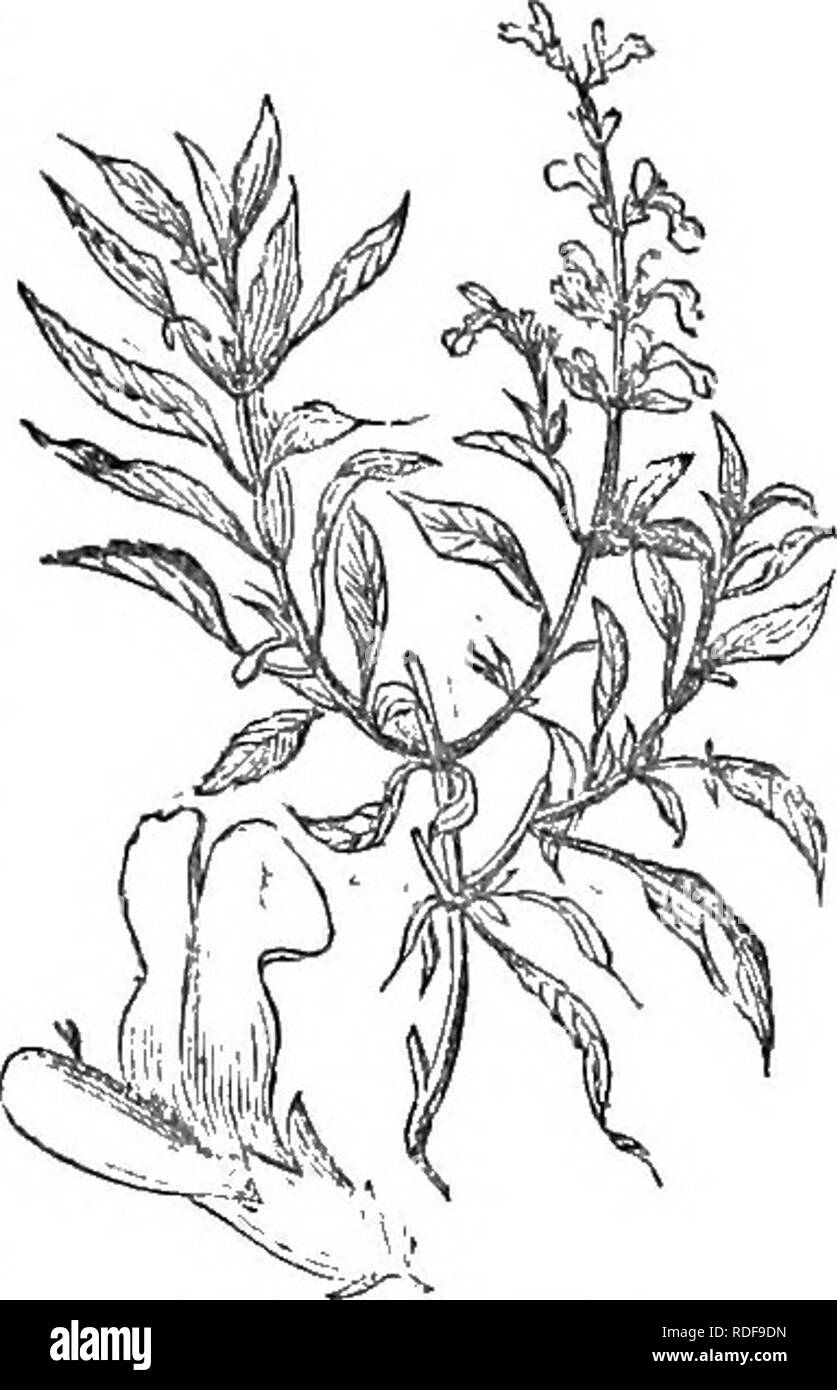 . Trees and shrubs : an abridgment of the Arboretum et fruticetum britannicum : containing the hardy trees and schrubs of Britain, native and foreign, scientifically and popularly described : with their propagation, culture and uses and engravings of nearly all the species. Trees; Shrubs; Forests and forestry. ].5n. Lavindula Splca. salvia ofliciniiHs. Order LVI. FERBENA^CE^. Obd. Char. Calyx tubular, persistent. Corolla tubular, deciduous, irregular. Stamens 2 or 4 ; when 4, didynamous, rarely equal. Ovarium 2â4-ceIled. Style 1. Stigma bifid or undivided. Fruit drupaceous or baccate. Al- bume Stock Photo