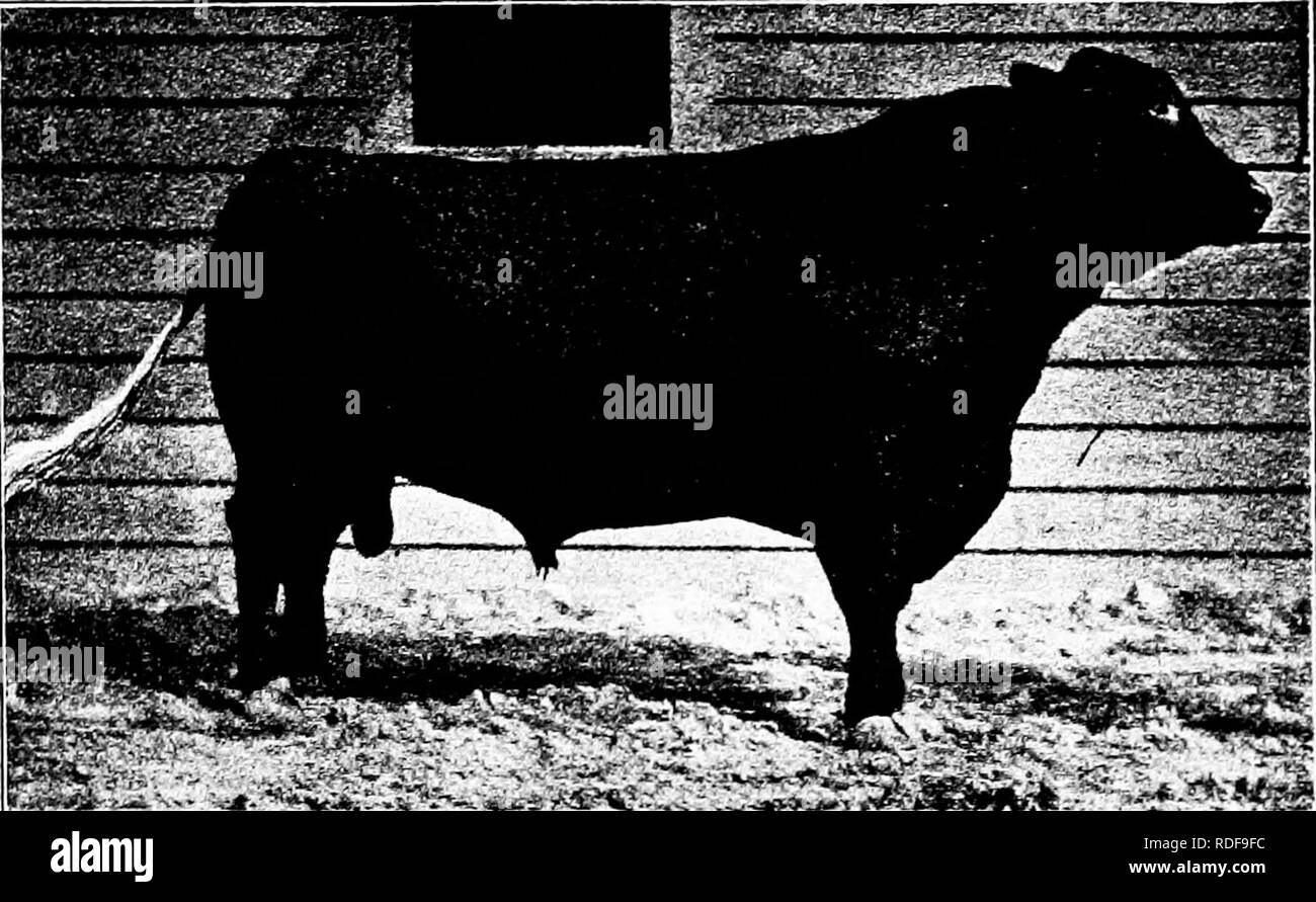 Types and breeds of farm animals . Livestock. THE RED POLLED 311 recognized as of the same kind, and given the name Norfolk and Suffolk Red Polled. About 1882 this was Types and breeds of farm animals . Livestock. THE RED POLLED 311 recognized as of the same kind, and given the name Norfolk and Suffolk Red Polled. About 1882 this was
