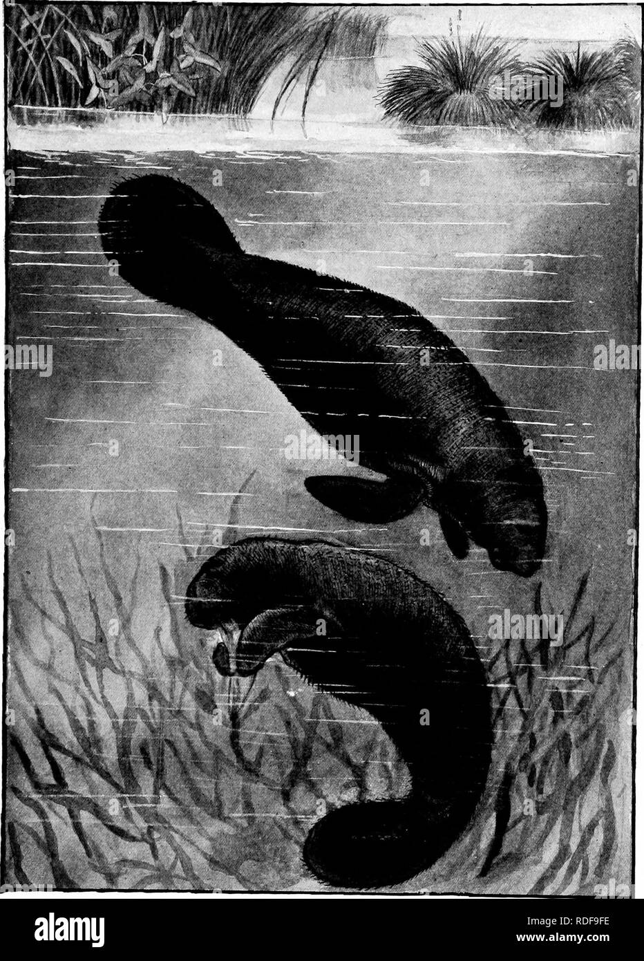 . The American natural history; a foundation of useful knowledge of the higher animals of North America. Natural history. THE MANATEE (Trickechus latifostris). Drawn by J. Carter Be.urd from a living specimen in the New York Aquarium. 155. Please note that these images are extracted from scanned page images that may have been digitally enhanced for readability - coloration and appearance of these illustrations may not perfectly resemble the original work.. Hornaday, William Temple, 1854-1937. New York, C. Scribner's Sons Stock Photo