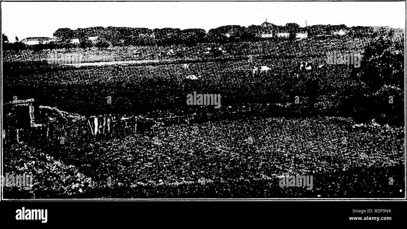 Types And Breeds Of Farm Animals Livestock The Holstein