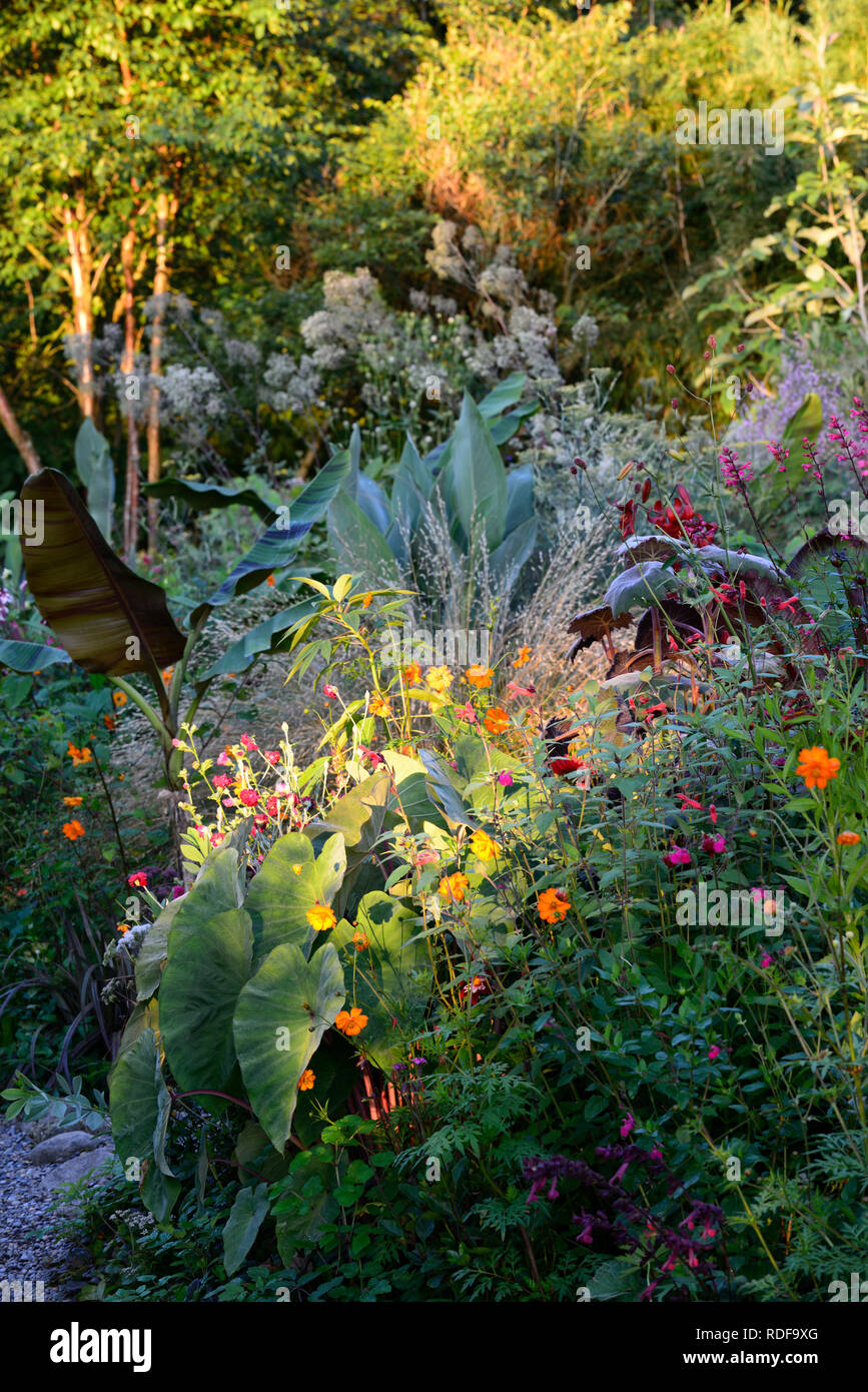 Musa sikkimensis Bengal Tiger,Chionochloa rubra,Bengal Tiger Sikkim Banana,tropical,exotic,bed,border,garden,mix,mixed combination,grass,grasses, Stock Photo