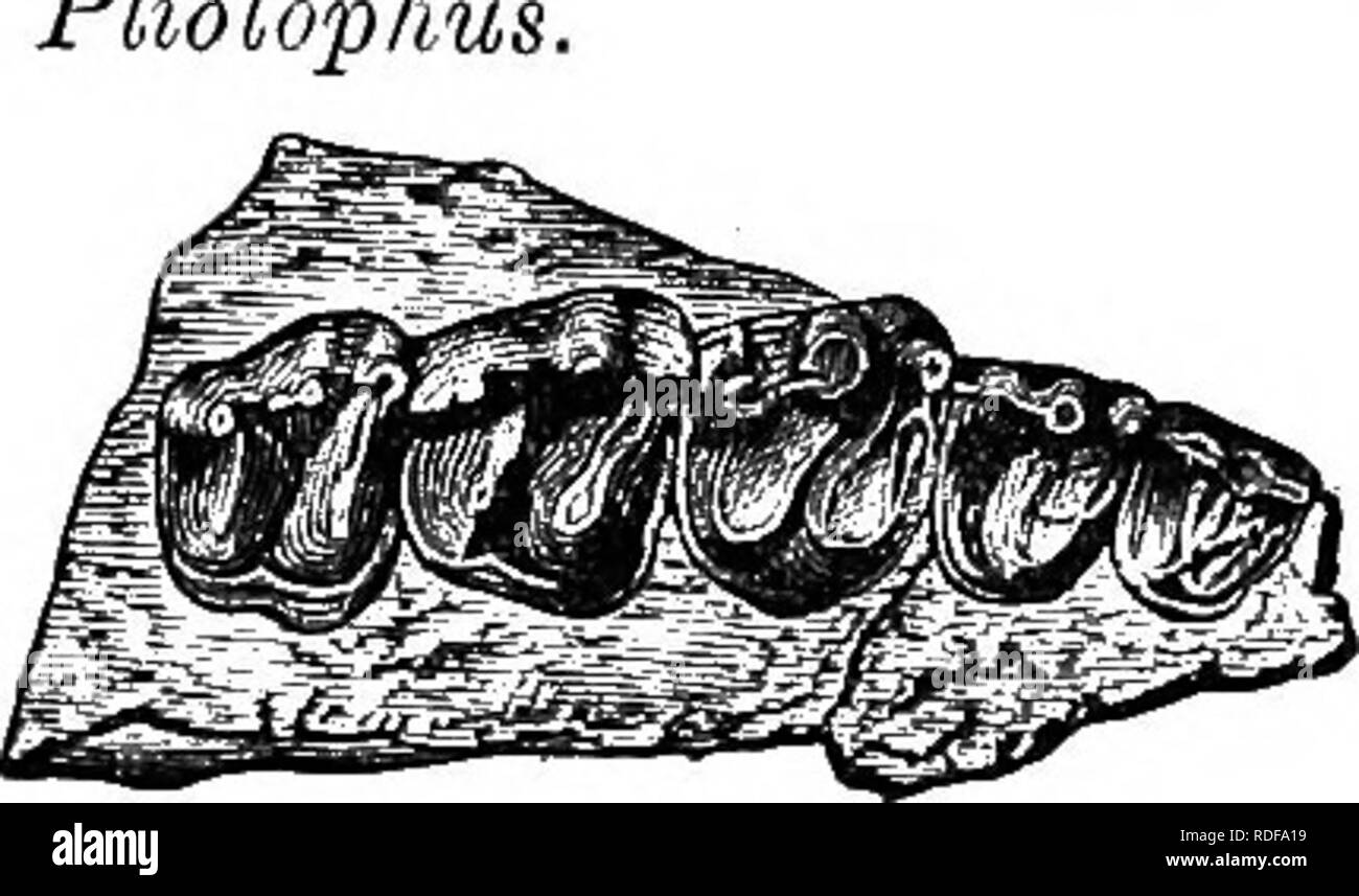 . Cope papers, 1871-[1897. Zoology; Paleontology. Cope.] 382 [April 15, North America and Europe ; PaehynolopTius, Hyrachyus, Hyracothe- rium, Plioloph Europe only ; Lophiudon, Lo- phiotTierium. Four of tlie genera ascribed to Nortli America have come un- der my observation. TRIPLOPID^.. Fig. I. Part of right maxillary bone of Pachynolophus singularis Cope; from the Wasatch beds of New Mexico, from Capt. &quot;Wheeler's report iv 11 pi. Ixvl. Cope, American Naturalist, 1881, April (March 25th), p. 340. But one genus of this family is known at present, but the number will probably be in- crease Stock Photo