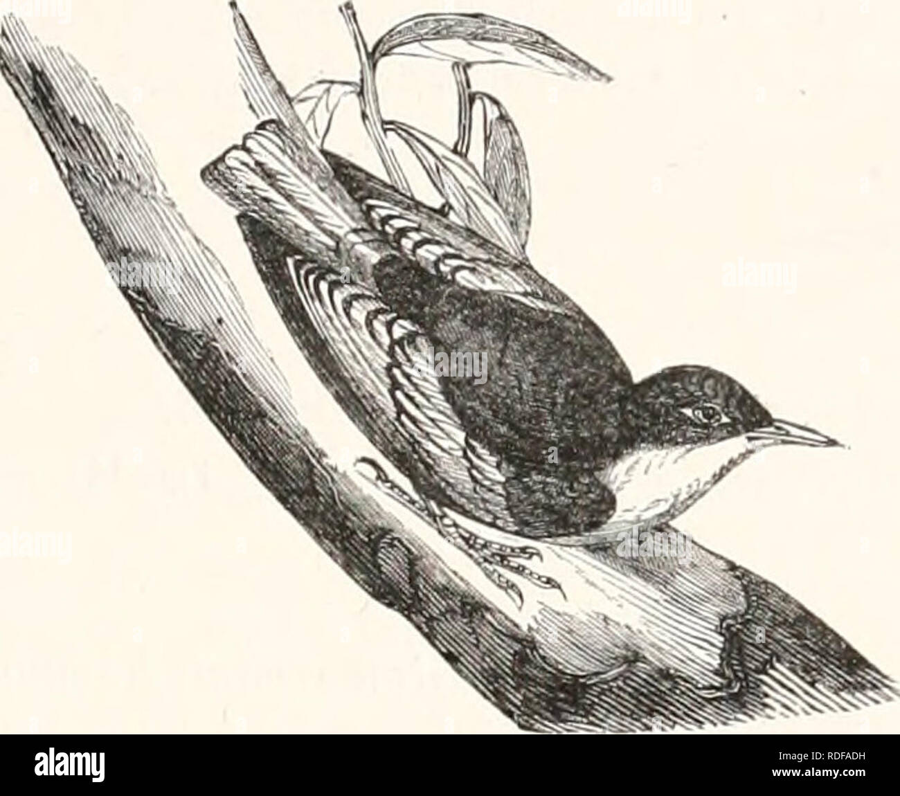 Page 2 Grimper High Resolution Stock Photography And Images Alamy