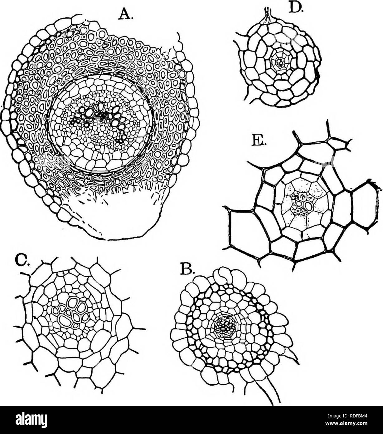 . The structure and development of mosses and ferns (Archegoniatae). Plant morphology; Mosses; Ferns. THE HOMOSPOROUS LEPTOSPORANGIAT^ 379 of phloem, separated from the endodermis by a broad pericycle. In other species of Hymenophyllum, Boodle (i) found a dif- ferent arrangement of the xylem and phloem. In some cases, e g., H. scabruni, there are two xylem plates, with the proto- xylem elements in the conjunctive tissues between them. In Trichomanes there is also a good deal of variation. Fig. 220, B, shows the structure in T. venosum, a small species from. Fig. 220.—'A, Section of the rhizome Stock Photo