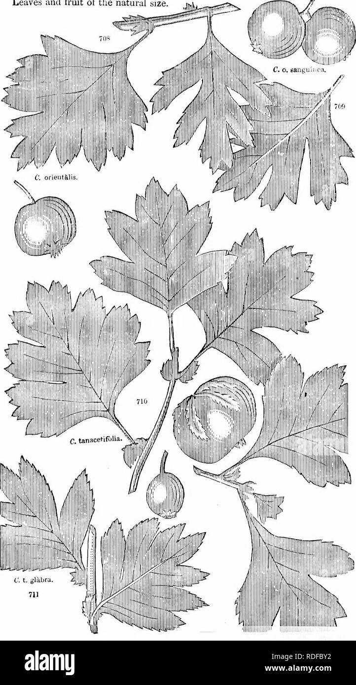 . Trees and shrubs : an abridgment of the Arboretum et fruticetum britannicum : containing the hardy trees and schrubs of Britain, native and foreign, scientifically and popularly described : with their propagation, culture and uses and engravings of nearly all the species. Trees; Shrubs; Forests and forestry. 398 ARBORETUM ET FRUTICETUM BRlTANNICUiM. Cralie'gus orientals, et var., and C. tanacetifdlia, et var. The Eastern Thorn, and the Tansy-leaved Thorn, with Varieties. Leaves anil fruit of the natural size.. Please note that these images are extracted from scanned page images that may have Stock Photo