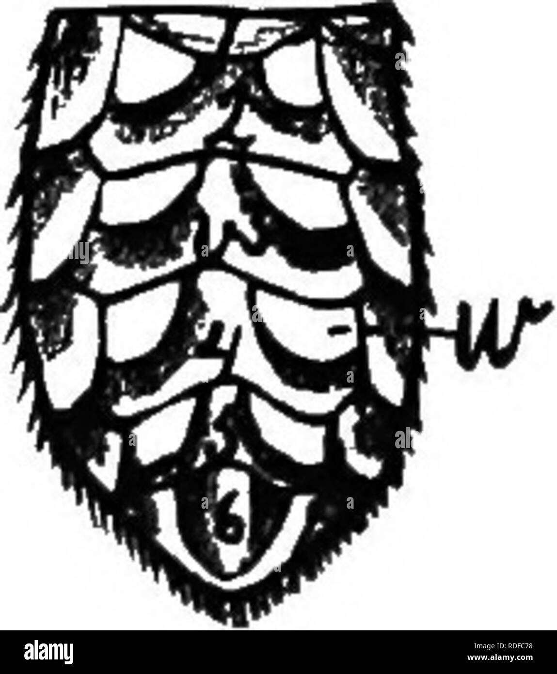 Trigona bee Black and White Stock Photos & Images - Alamy