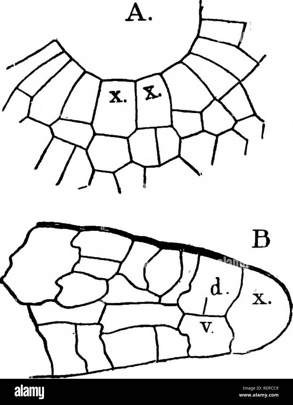 . The structure and development of mosses and ferns (Archegoniatae). Plant morphology; Mosses; Ferns. 276 MOSSES AND FERNS CHAPi which comes to lie in a depression between the two lobes formed by the outer parts of the segments, and the prothallium assumes the heart-shape found in most homosporous Ferns. The sec- ondary initial cells vary in number with the width of the inden- tation in which they lie. Seen from the surface they are oblong in shape, but in vertical section are nearly semicircular (Fig. 150, B). Basal segments are cut off by a wall that extends the whole depth of the prothalliu Stock Photo