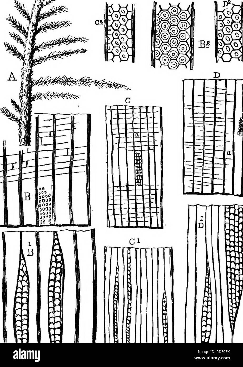 . The geological history of plants. Paleobotany; 1888. THE CARBONIFEROUS FLORA. 135. Fig. 60.—Coniferous wood and foliage (Carboniferous), a, Araucarites graeUis, reduced, b, Dadoxyhn Acadianum (radial), 90 diamB.; B' ftangential), 90 diams.; b', cell showing areolation, 250 diams. Oj Dcmoxylon materiarmm (radial), 90 diams.; c' (tangential), 90 diams.; o», cell showing areolation, 250 diams. n, Dadom/lon anti- quiva (radial), 90 diams.; d' (tangential), 90 diams.; d», cell showing areolation, 2S0 diams.. Please note that these images are extracted from scanned page images that may have been d Stock Photo