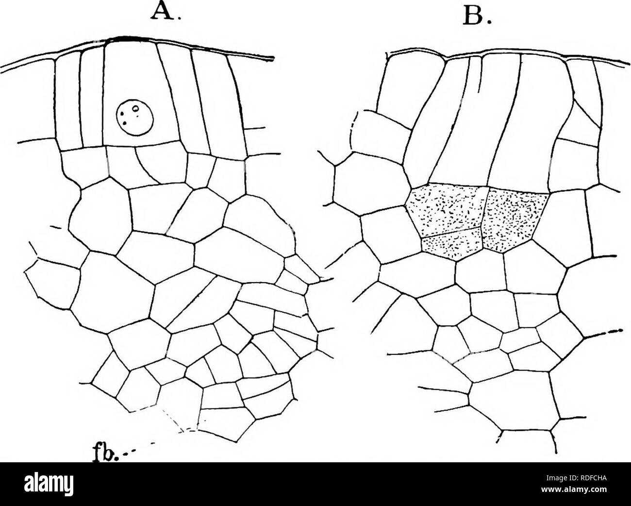 . The structure and development of mosses and ferns (Archegoniatae). Plant morphology; Mosses; Ferns. VII PTERIDOPHYTA—FILICINEM—OPHIOGLOSSACE^ 255 arate an inner archesporium from the outer cells, destined to form the wall of the sporangium. Between the young spo- rangia the cells form sterile septa. The cell-groups which form archesporia, and those which develop into sterile septa, are sister-cell groups. All of the sporogenous tissue cannot be traced back to the primary archesporial cell, as later secondary sporogenous tissue may be formed by further periclinal divisions in the outer cells  Stock Photo