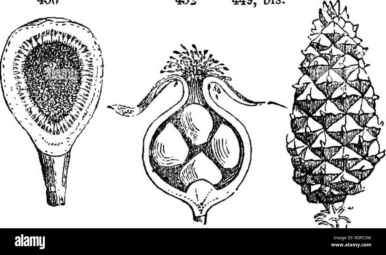 . Class-book of botany : being outlines of the structure, physiology, and classification of plants ; with a flora of the United States and Canada . Botany; Botany; Botany. 4i; 445 448 444 Fruits. 441, EtiErio of Riibus strigosus (Blackberry). 442, Pepo; section of cucumber. 449, Berry, Grape. 443, Pome, Cratiegus (Haw). 444, Pyxis of .Jeffersonia. 445, Legume of Pea. 446, Loment of BeBmodium. 44T, Silique of SinapiS. 443, Silicle of Capsella. is a mass of confluent, closed pericarps on a lengthened torus (cucunv ber tree). 580. The fig (sycOTius) is an aggregate fruit, consisting of numer- ous Stock Photo