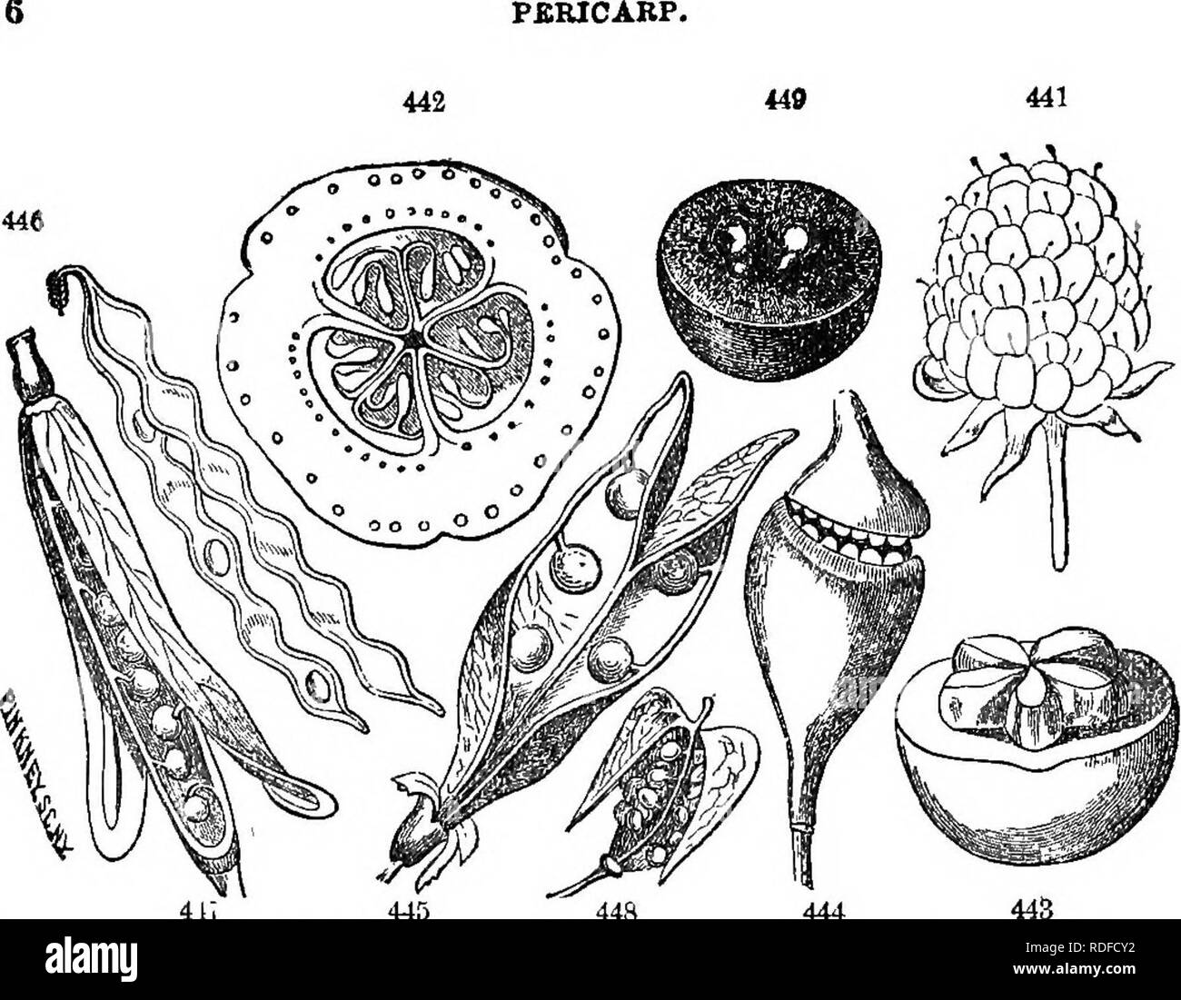 . Class-book of botany : being outlines of the structure, physiology, and classification of plants ; with a flora of the United States and Canada . Botany; Botany; Botany. 116. 4i; 445 448 444 Fruits. 441, EtiErio of Riibus strigosus (Blackberry). 442, Pepo; section of cucumber. 449, Berry, Grape. 443, Pome, Cratiegus (Haw). 444, Pyxis of .Jeffersonia. 445, Legume of Pea. 446, Loment of BeBmodium. 44T, Silique of SinapiS. 443, Silicle of Capsella. is a mass of confluent, closed pericarps on a lengthened torus (cucunv ber tree). 580. The fig (sycOTius) is an aggregate fruit, consisting of numer Stock Photo