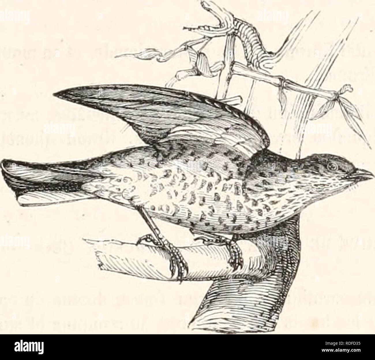 Encyclopãdie Dhistoire Naturelle Ou Traitã Complet De