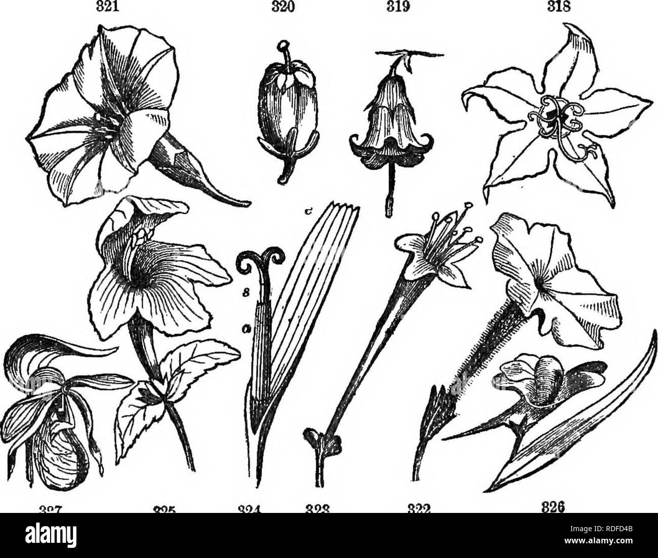 . Class-book of botany : being outlines of the structure, physiology, and classification of plants ; with a flora of the United States and Canada . Botany; Botany; Botany. THB FLORAL ENVELOPS, OR PERIANTH. 97 478. Uboeolate, um-shaped; an oblong or globular corolla with a narrow opening, as the whortleberry, heath. 479. Funnel-form (infundibuliform), narrow tubular below, gradu- ally enlarging to the border, as ihorning-glory. 480. Salveb-fobm (hypocrateriform), the tube ending abruptly in a horizontal border, as in Phlox, Petunia, both of which are slightly ir- regular. 481. Tubular, a cylind Stock Photo