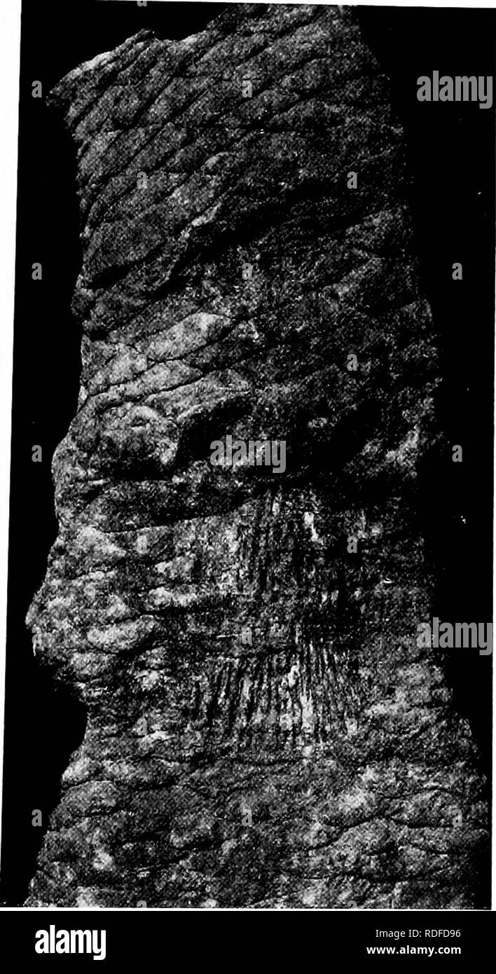 . Fossil plants : for students of botany and geology . Paleobotany. 484 CYCADOPHYTA [CH. Bucklandia Yatesii (Carruthers). This type from the Lower Greensand of Bedfordshire (fig. 577) was described by Carruthers as Cycadeoidea Yatesii and subse- quently named Yatesia Morrisii^ Ward expressed the opinion. Fig. 576. Bucklandia Milleriana. Brora, Scotland. (Manchester Museum, L. 7229. ca. ^ nat. size.) that the name should be Yatesia Yatesii, but as Bucklandia is now used to include Yatesia this combination is fortunately avoided. The stem is cylindrical, 20—30 cm. long and 12 cm. in diameter, 1  Stock Photo
