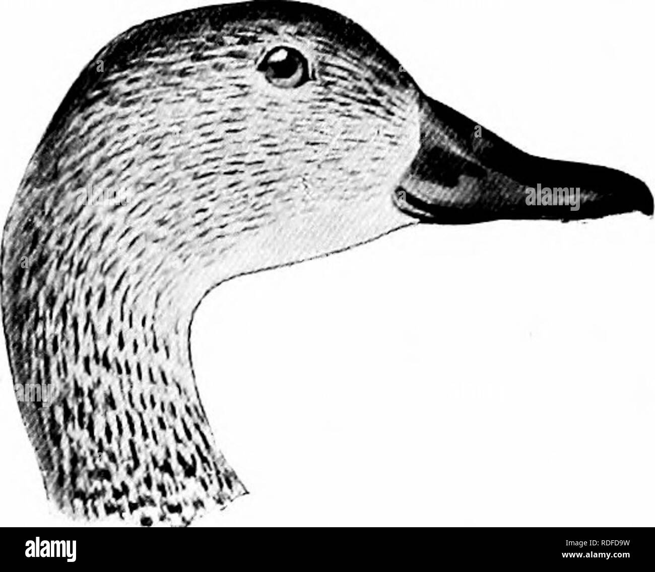 . How to know the ducks, geese and swans of North America, all the species being grouped according to size and color. Ducks; Geese; Swans; Birds. (Male.) Anns iliscors I FeniaU'.) Adult femiilc: Showing a blue i^ateh on the shoulder which distinguishes it from other Teals, except the female of .Inas ci/anjijitera, which has the cliin dusky; and the upijer throat often tinged with rufous. The locality wliere it is taken should also be considered. This well-known species ranges tiirouohout Nortii America, breeding cliicfly north of the United States. It is very common in Eastern United States du Stock Photo