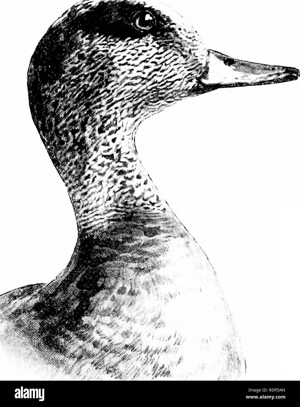. How to know the ducks, geese and swans of North America, all the species being grouped according to size and color. Ducks; Geese; Swans; Birds. DUCK8, GEESE AND SWANS OF NORTH AMERICA. 45 tail coverts und ruinp, black; speculum, black and white; the lesser wing coverts, cliestuut; bill, black; feet, orange; axillars, white, with white shafts. Length, 19.50; wing, 10; bill, 1.60. Adult female : Somewhat resembles the male, but has tlie under wing coverts pure white, and usually little or no chestnut on the lesser wing coverts. Length, 19 ; wing, 10.1.5 ; bill, 1.55. Ranges throughout North Am Stock Photo