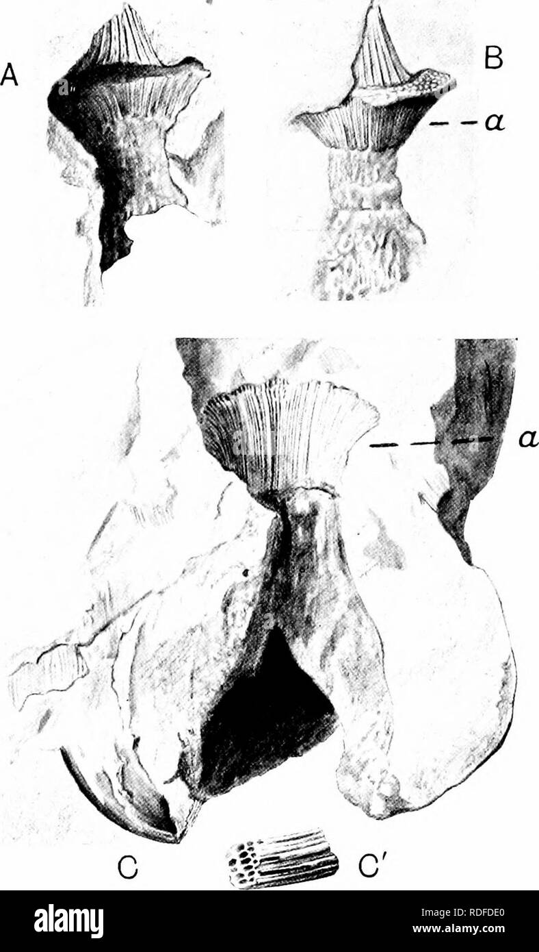 . Fossil plants : for students of botany and geology . Paleobotany. 430 BENNETTITALES [CH. receptacle some sterile megasporophylls and scales remained (fig. 548, as, dl). Williamson regarded the funnel-shaped depression as the impression of the lower surface of a laterally expanded portion of. Fig. 546. Williamsonia gigas. A, apical portion of flower. B, cast of A; a, per- sistent interseminal scales. C, flower in longitudinal section. C, interseminal scales from the base. (Williamaon Collection, Botany School, Cambridge.) the axis of the flower, and to this expansion he gave the name lenticul Stock Photo