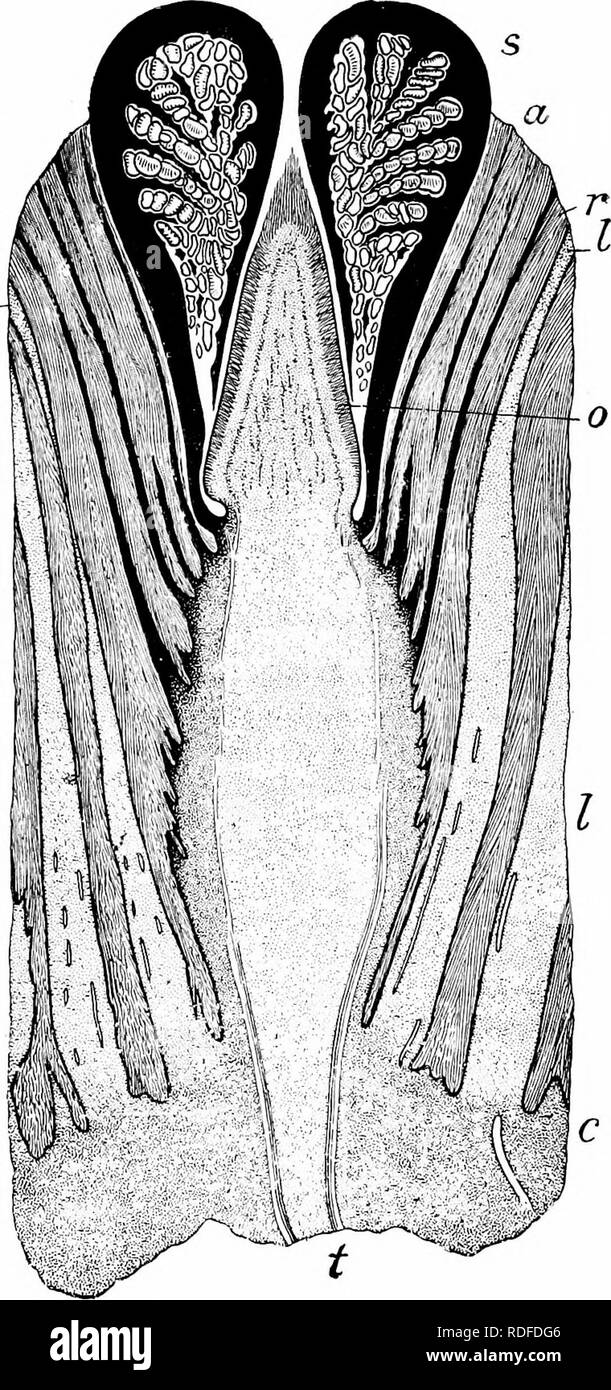 . Fossil plants : for students of botany and geology . Paleobotany. 404 BENNETTITALES [CH. I-. Fig. 528. Cycadeoidea dacotensis. Longitudinal section through a bisporangiate strobilus; s, folded microsporophylls with synangia; o, receptacle bearing short megasporophylls and interseminal scales; a, eroded surface of bracts- /', ramenta between the bracts and leaf-bases; I, leaf-base; c, cortex of stem- (, Tascular cylinder of peduncle. (After Wieland; nat. size.). Please note that these images are extracted from scanned page images that may have been digitally enhanced for readability - colorat Stock Photo