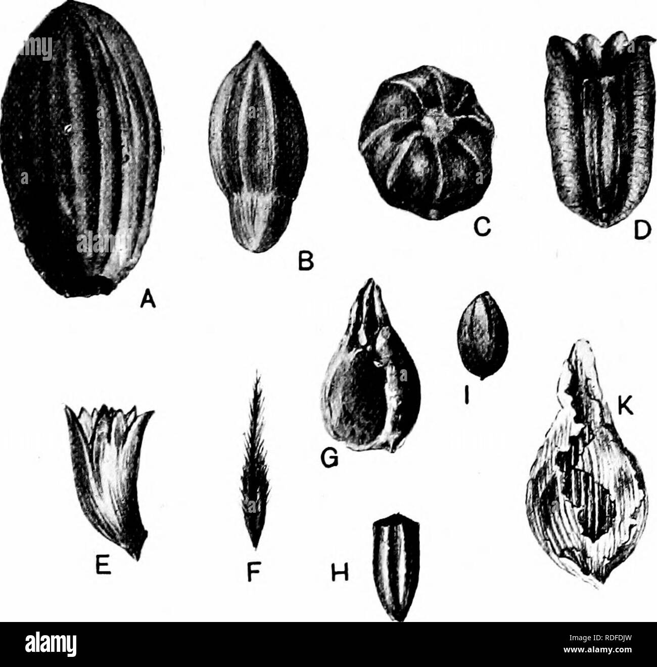 . Fossil plants : for students of botany and geology . Paleobotany. xxxv] RHYNCHOGOlSrnjM 359 flora of Spitzbergen Nathorst^ discusses the morphological nature of Rhynchogonium seeds and describes additional specimens. Without the aid of petrified examples it is hardly possible to determine the true nature of the fossils.. Fig. 506. A, Holcospermum sulcatum. B, C, Codonospermum anomalum. D, Diplopterotesta spitzbergeneis (x 3). E, Gnetopsis eUiptica (oupule). F, Thysanotesta sagittula. G, Rhynchogonium costatum. H, Hexagonocarpus Noeggerathi. I, Boroviczia Karpinskii. K, Rhabdoapermum tunicatu Stock Photo