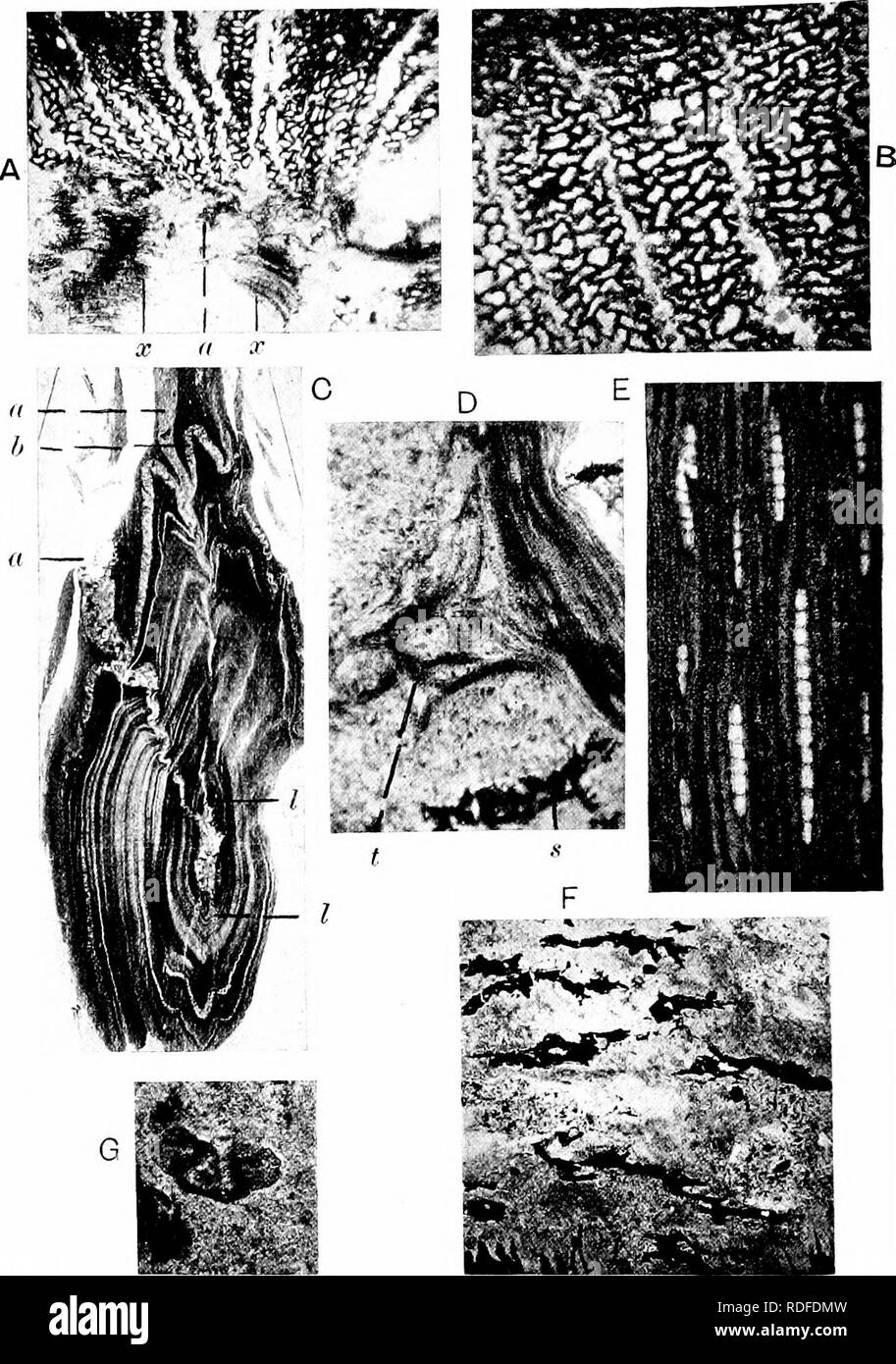 . Fossil plants : for students of botany and geology . Paleobotany. 298 PITYEAE [CH.. FlO. 491. A—F, Antarcticoxylon Priestleyi. A, B, transverse sections of the xylem; a, small tracheids simulating protoxylem; x, xylem at the edge of the pith. C, transverse section showing leaf-traces, I, a, b. D, leaf-trace with short tracheids, t, in the pith; s, sclerous cells. E, tangential section. F, pith in longitudinal section. G, Pityosporites antarcticus; see Vol. iv. (All the sections are in the British Museum.). Please note that these images are extracted from scanned page images that may have bee Stock Photo