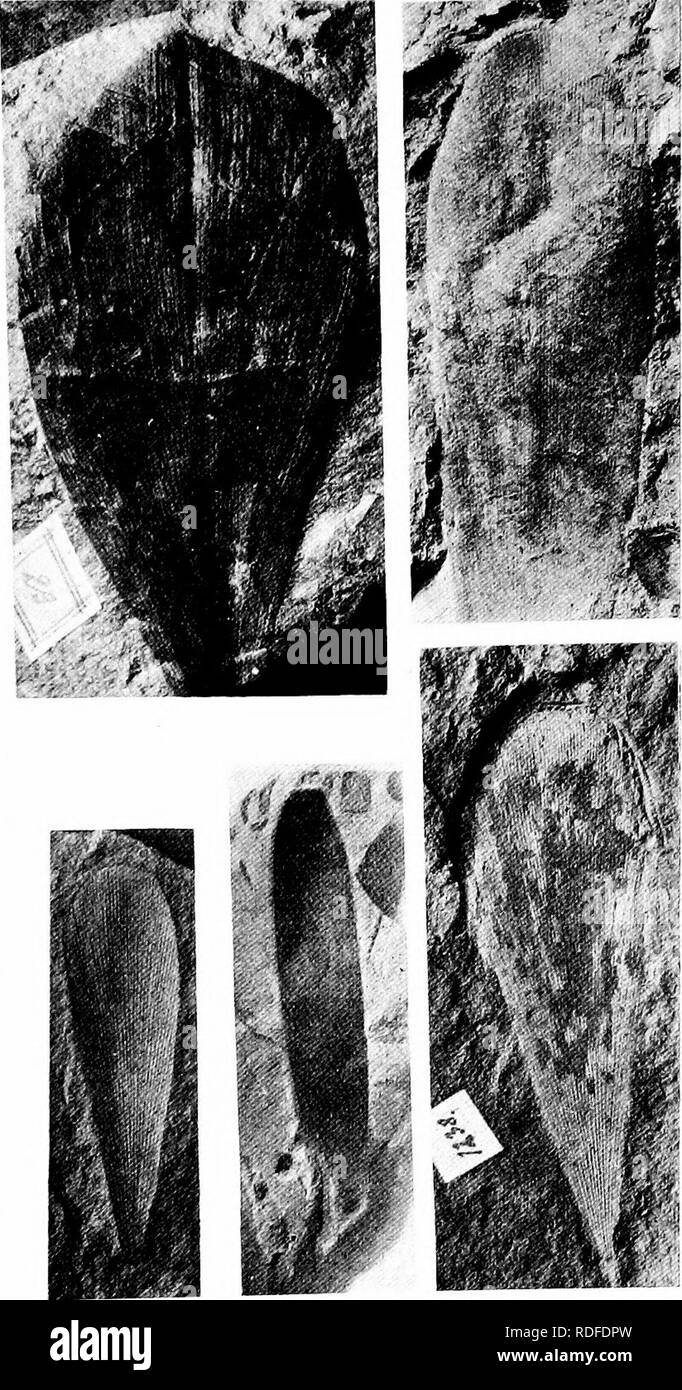 . Fossil plants : for students of botany and geology . Paleobotany. ?:xxni] COEDAITES 239. Fia. 469. A—C, E, Cardaitea aequalis; D, Cordaites Clerci. (After f nat. size.). Please note that these images are extracted from scanned page images that may have been digitally enhanced for readability - coloration and appearance of these illustrations may not perfectly resemble the original work.. Seward, A. C. (Albert Charles), 1863-1941. Cambridge : University Press Stock Photo